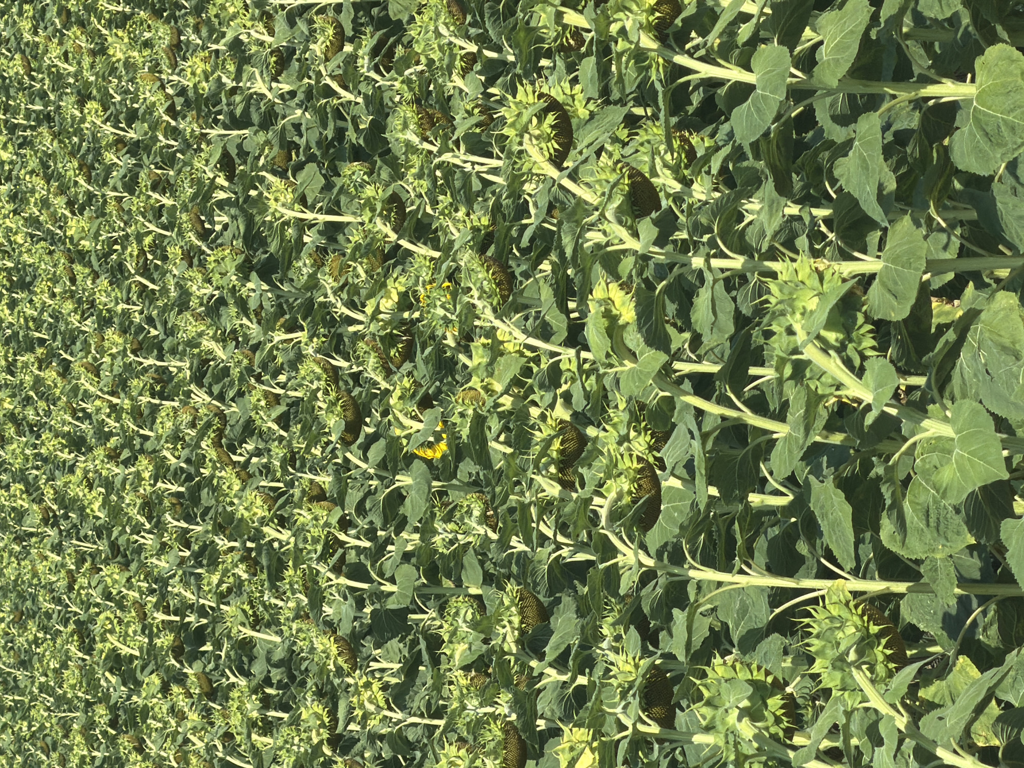 The image depicts a dense field of sunflowers in Drasenhofen, Austria. The sunflowers are predominantly in various stages of development, with many appearing to be immature buds or heads with developing seeds, rather than fully bloomed yellow flowers. The stalks are tall and green, with large, broad leaves. The overall impression is of an agricultural landscape. The lighting suggests it is daytime, likely under a clear sky, given the brightness and shadows cast by the plants. No people are visible in the frame. The scene is entirely natural, with the focus on the growth and texture of the sunflower plants.