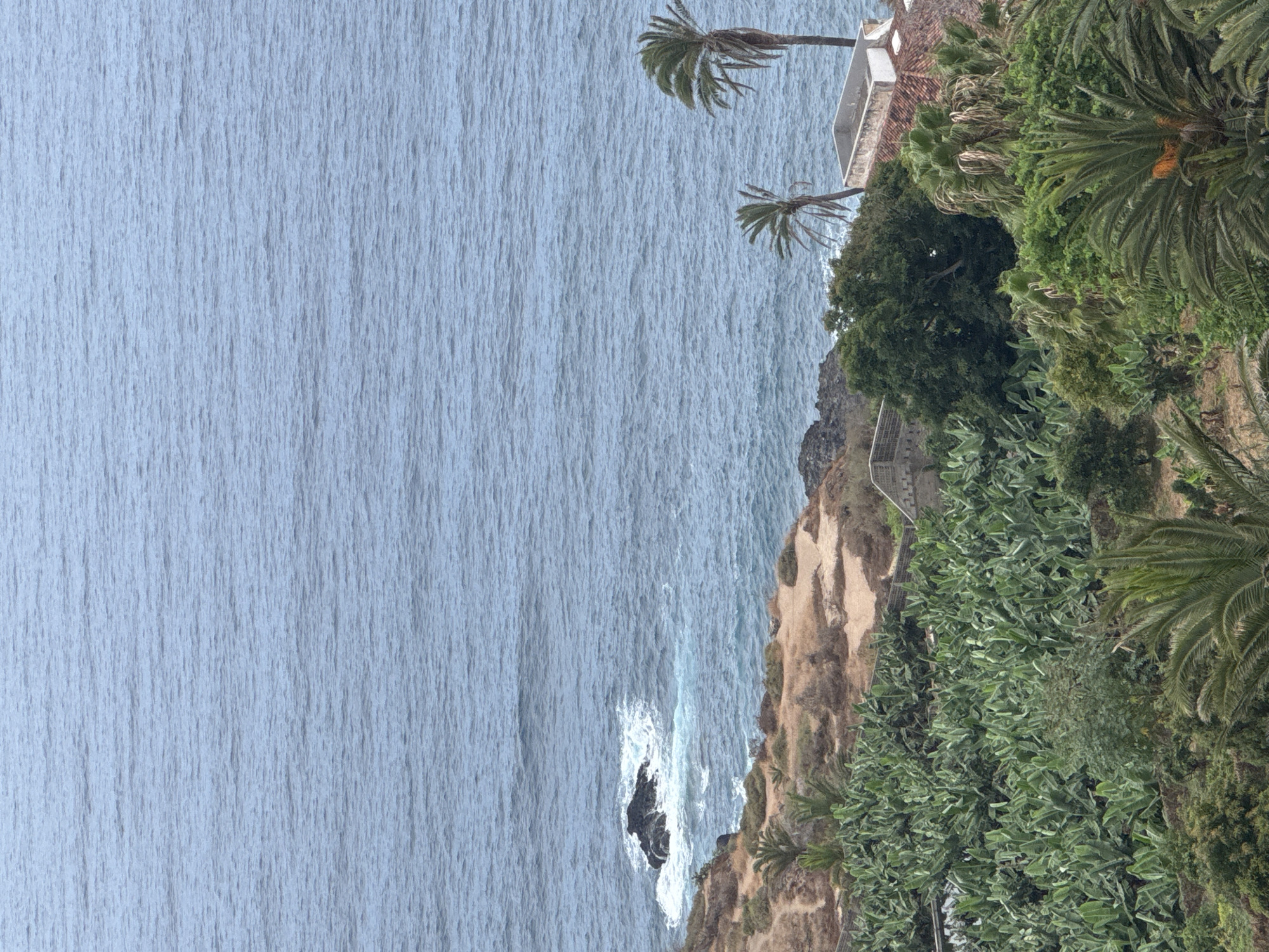 The image shows a coastal landscape with the ocean in the background and lush vegetation in the foreground. The sea is a deep blue with small waves crashing against a rocky outcrop on the left. The coastline is characterized by dry, scrubby terrain with scattered palm trees. Below the coastline, a densely planted banana plantation occupies a significant portion of the frame, with rows of large green leaves creating a textured pattern. Several other types of trees and palms are also visible, including one with a prominent orange fruit cluster. A building with a red tiled roof and a white-rimmed structure on top is situated on the right side of the image, partially obscured by trees. The sky is overcast, contributing to the muted lighting of the scene. There are no people visible in the image.
