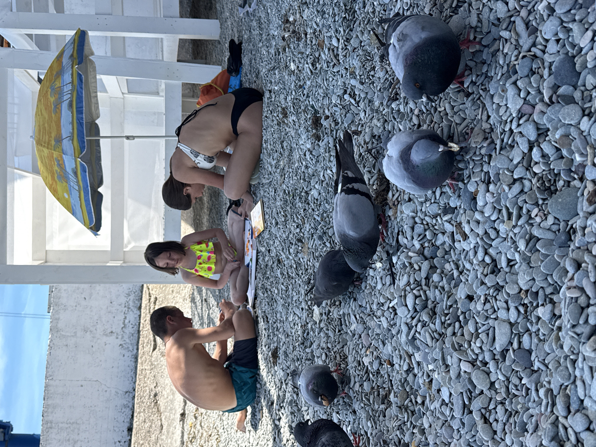 This image depicts a daytime scene on a pebble beach, featuring three individuals and several pigeons. The setting appears to be under or near a white structure, possibly a pier or a shaded area, with a brightly colored beach umbrella visible on the far left, featuring a yellow and blue design with palm trees.
In the foreground and midground, numerous gray pigeons are scattered across the smooth, grey pebbles, with some appearing to peck at the ground.
To the left, an adult female is kneeling on the pebble beach, wearing a black and white bikini top and black bikini bottoms. She is looking downwards, seemingly focused on an object in front of her. Next to her, a child, likely a girl, wearing a yellow and pink patterned bikini top, is sitting on the pebbles and also looking down, engaged in an activity alongside the woman. An adult male, shirtless and wearing dark swim shorts, is seated further left, facing away from the camera, also looking downwards. They appear to be engaged with a book or drawing pad placed on the ground between them.
In the background, a clear blue sky is visible above tall, light-colored concrete or stone walls. An orange bag is partially visible near the adult female. The overall atmosphere suggests a relaxed, sunny day at a beach or coastal area, with the individuals enjoying a calm activity alongside the local wildlife.
