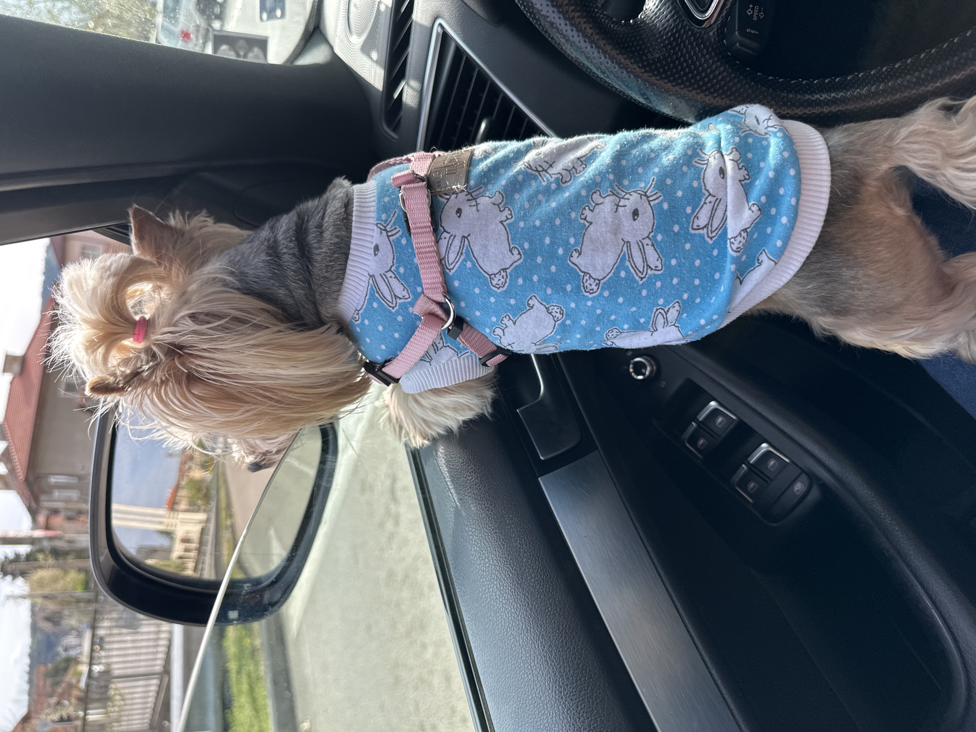 A small dog with long blonde hair and a gray and tan body is wearing a blue sweater with white bunny patterns and a pink harness. The dog is positioned inside a vehicle, with its head extending towards the side mirror. The vehicle's interior features a black door panel with window controls and a black dashboard with vents. Outside the window, the side mirror reflects a street scene with buildings and greenery. The location is Montana, Bulgaria.