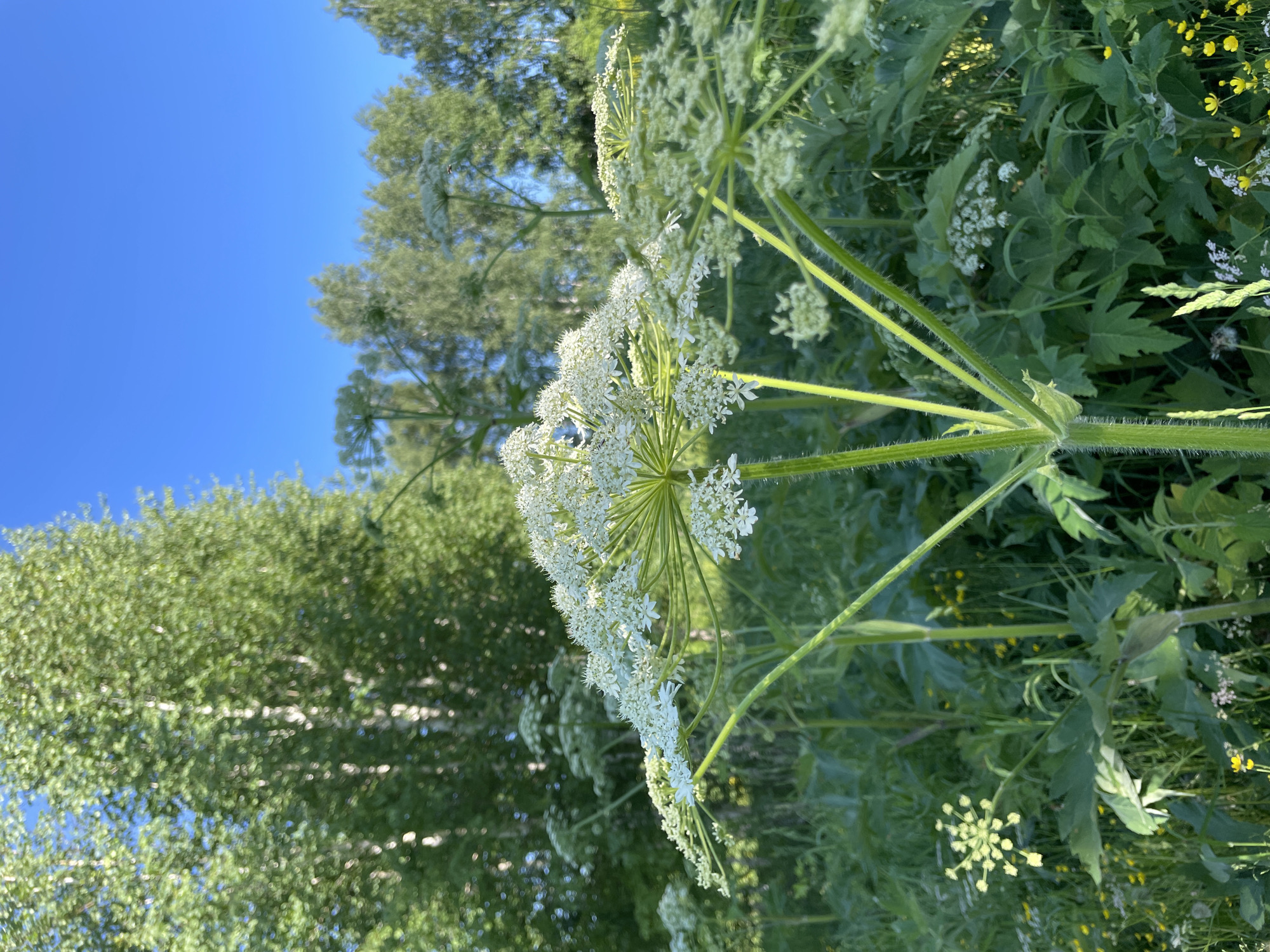 The image depicts a close-up view of a giant hogweed plant in bloom, its large white flower cluster dominating the foreground. The plant has a thick, hairy green stem and large, deeply lobed leaves. In the background, more hogweed plants are visible, along with other green foliage and small yellow flowers. Beyond the plants, a line of deciduous trees, possibly birch trees with their characteristic white bark, forms a backdrop against a clear blue sky. The lighting suggests a sunny day. The image does not contain any people or animals. The scene is set in a natural, outdoor environment, likely a field or meadow, and it is specified to be located in the city of Artyshta, Russia.