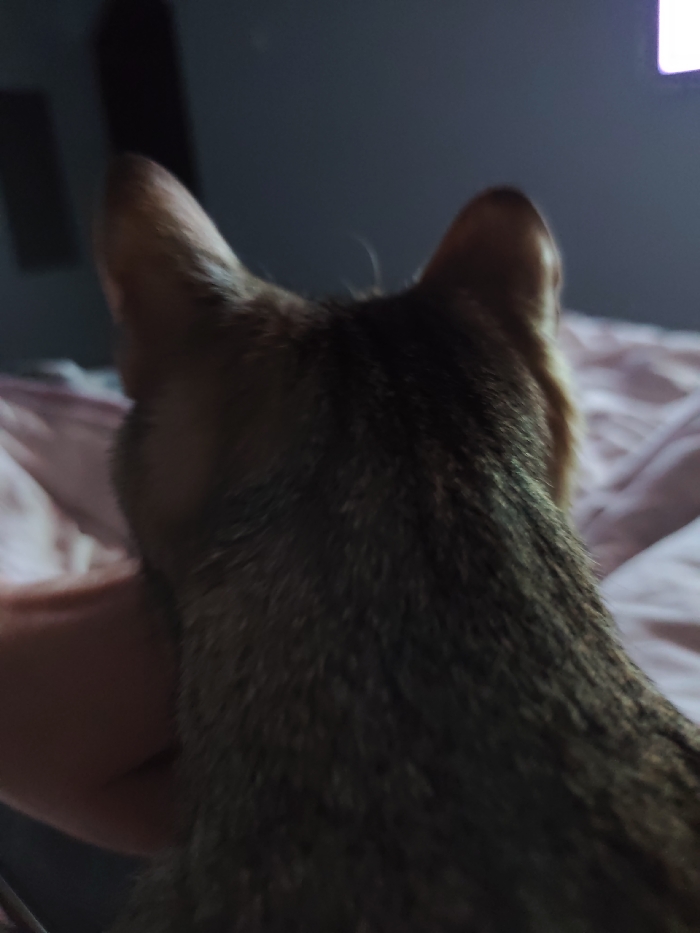 The image depicts the dorsal view of a domestic cat, displaying brown and dark tabby markings on its fur, situated indoors in the city of Chaikovsky, Russia. The cat's head is turned away from the camera, with its ears upright, facing a dimly lit background. A human hand with light skin tone is partially visible on the left side, appearing to be in contact with the cat's left flank. The environment includes a light pink or peach-colored crumpled textile, possibly bedding, in the mid-ground and foreground on the right. In the upper right background, a rectangular light source, consistent with an illuminated electronic screen, emits a faint white glow against a dark wall. The overall lighting is dim.