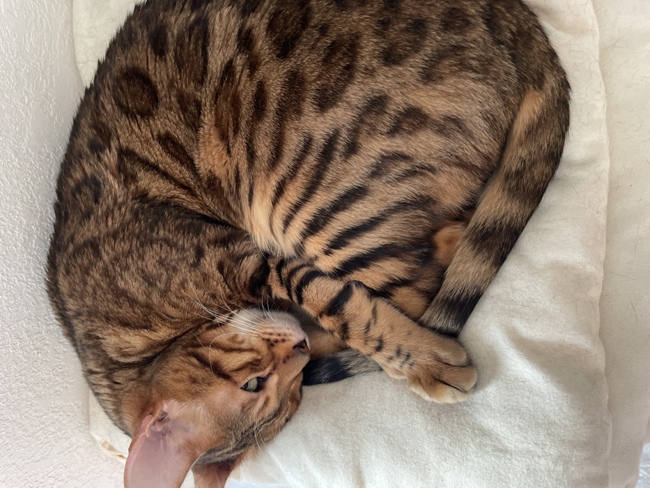 A Bengal cat is depicted curled tightly on a light cream-colored cushion in an indoor domestic setting within the city of Izhevsk, Russia. The cat's fur displays a marbled or rosetted pattern of brown, tan, and black markings. Its head is lowered, resting close to its front paws, with partially open greenish-yellow eyes gazing towards the viewer. White fur is visible around its muzzle. The tail is wrapped around its body. The background consists of a plain, light-colored wall.