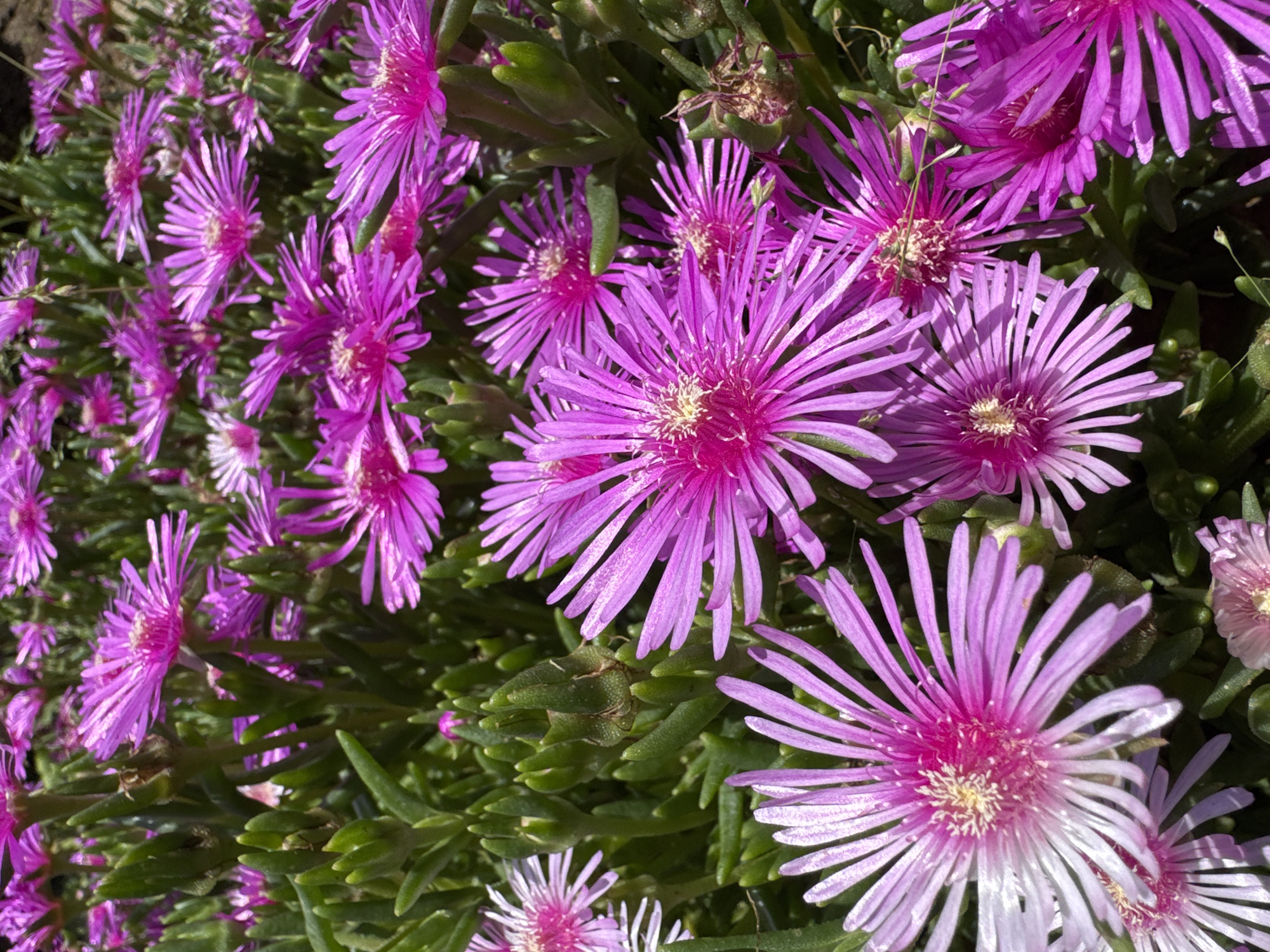 This is a close-up, eye-level, outdoor photograph of a dense patch of vibrant pink and magenta flowers with thin, needle-like petals and yellow centers. The flowers are in full bloom and are interspersed with thick, green, succulent-like foliage. Some of the flowers are in sharp focus, while others are slightly blurred, suggesting a shallow depth of field. There are no people or animals visible in the image. The environment appears to be a garden or natural area with ample sunlight, as indicated by the bright lighting and sharp shadows on the petals. The origin of the image, specifically its location in the city of Prolom, Bulgaria, is not discernible from the visual information alone.