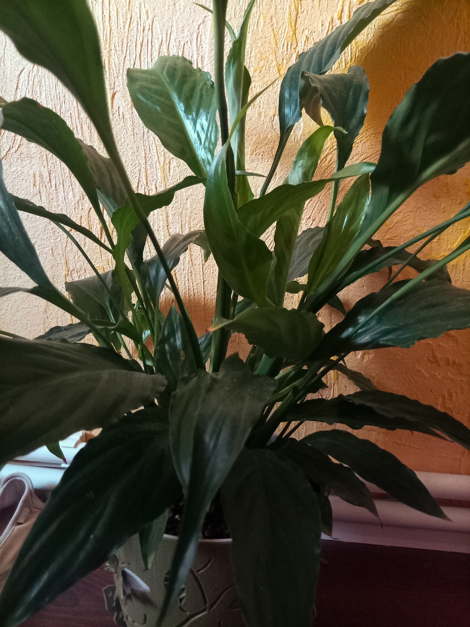 A close-up indoor shot shows a Peace Lily plant with large, glossy, dark green leaves against a textured, light orange wall. Some leaves have a slight droop, suggesting the plant might need watering. A glimpse of a white baseboard is visible along the bottom edge of the wall. Part of a light-colored shoe with a white trim is also visible on the left side of the frame, placed on a dark brown surface that appears to be furniture. The lighting suggests an indoor setting, possibly a living room or office. There are no people or animals present in the image. The overall impression is a domestic interior scene.