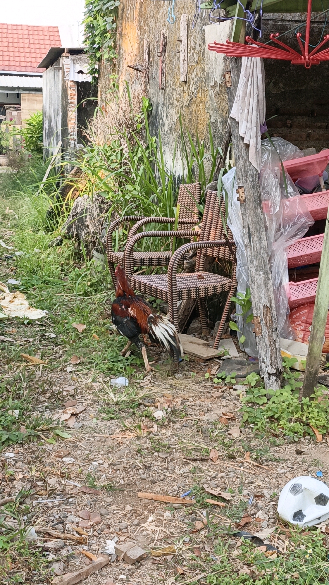 A lone rooster stands on a dirt and grass ground littered with debris, including a deflated soccer ball. Behind the rooster, a weathered, woven chair sits in front of a crumbling concrete wall. The wall is covered in vines and shows signs of decay. To the right of the chair, a collection of pink plastic baskets is stacked, some wrapped in plastic. A rusty red umbrella frame hangs from a green structure above. In the background, a building with a red tiled roof is visible. The scene appears to be an outdoor area, possibly a backyard or alleyway, in Cikal, Indonesia. There are no people present.