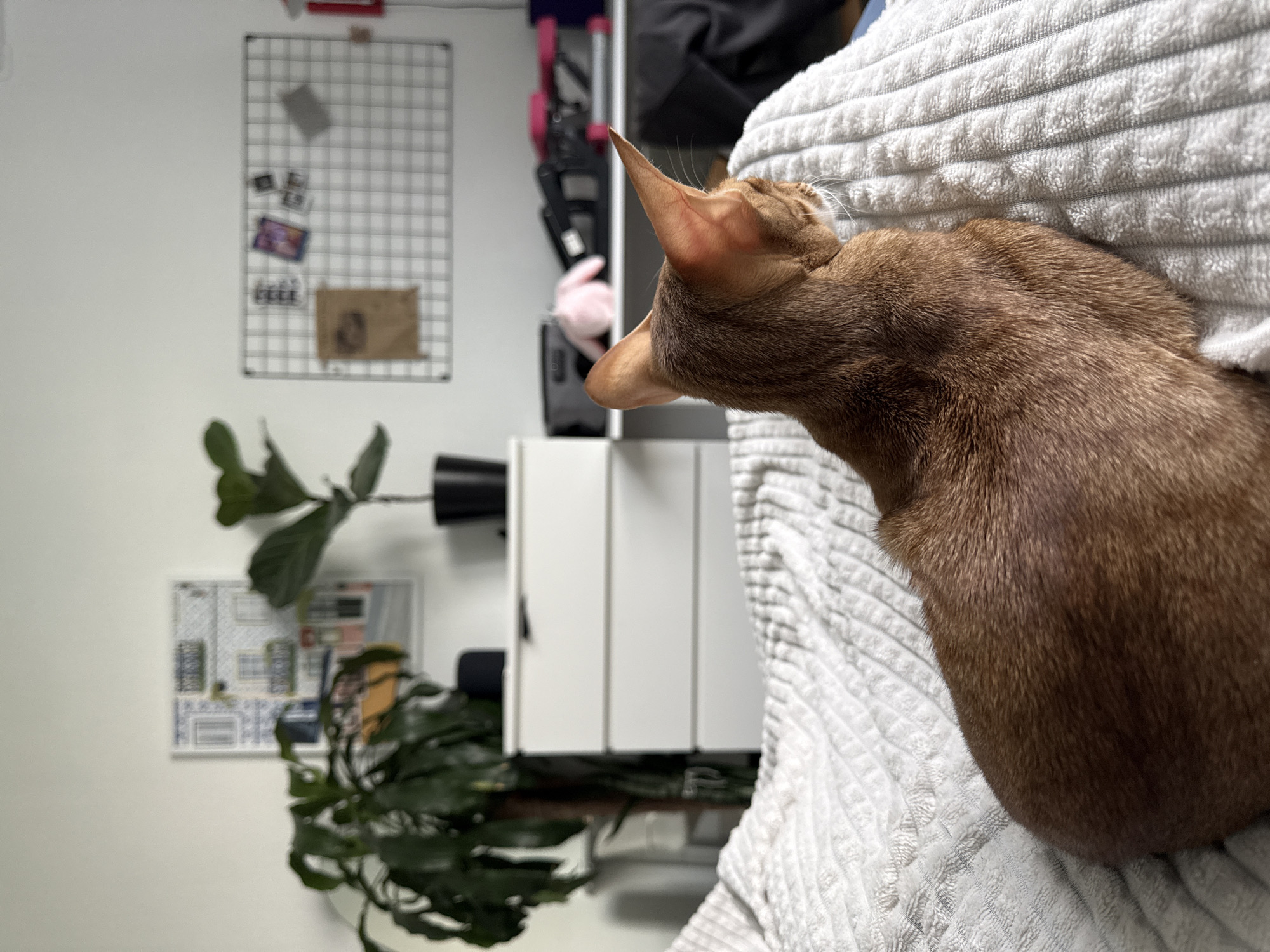 A high-angle shot depicts a brown cat resting on a textured, white towel. The cat's head and back are visible, with one ear perked up. The background includes a white wall, a grid-style organizer with items attached, a plant, and white cabinets. The image is rotated 90 degrees counterclockwise. There is no indication of the location being Khimki, Russia.