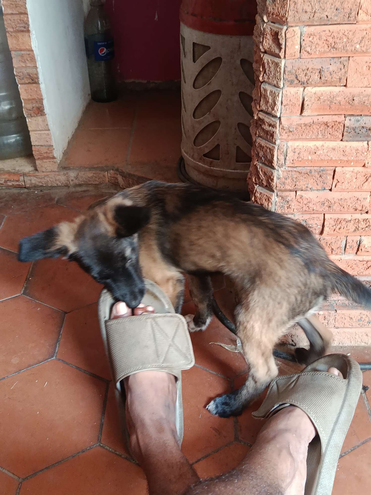 This image captures a ground-level view of a domestic scene in Juan Griego, Venezuela. A young canine with a brindle coat, featuring dark brown, tan, and black markings on its body, head, and ears, is seen interacting with a person's left foot. The dog's muzzle is positioned near the exposed toes of the foot, which is encased in a light beige, open-toed slide sandal. The person's bare feet exhibit darker skin tones with visible hair, and the right foot, also in a matching slide sandal, is visible to the right. The floor is covered with hexagonal terracotta-colored tiles, delineated by dark grey grout lines.
In the background, architectural elements and objects are present. To the left, a white wall extends upwards from a base of exposed red brickwork. Beside this wall section, a large, clear plastic water dispenser bottle is partially visible. To the right, another section of exposed red brickwork forms a pillar or structural element. Behind the dog and adjacent to the brick pillar, a dark green glass bottle with a blue and red Pepsi label stands on the tiled floor, appearing soiled. Further to the right and partially obscured by the brickwork, a large, cylindrical, light-colored object with decorative cutout patterns (circles and triangles) is present. The scene is illuminated by ambient light, casting soft shadows.
