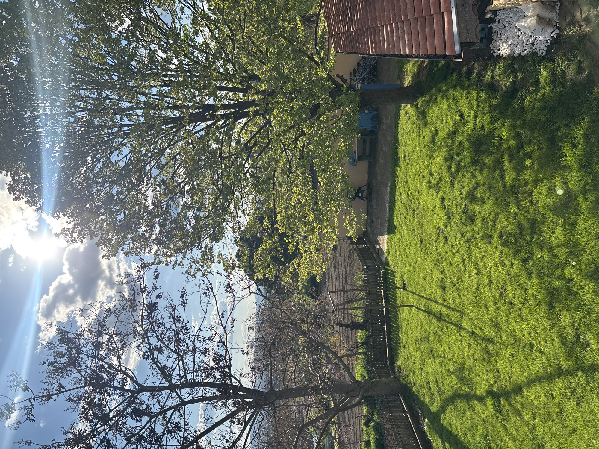 A sun-drenched outdoor scene depicts a vibrant garden or backyard in Goritsa, Bulgaria, likely during spring or early summer. The image, originally presented in a rotated portrait orientation, shows a lush green lawn bathed in sunlight and dappled with shadows from nearby trees.
Two prominent deciduous trees frame the view. To the upper left, a large tree with abundant, bright green leaves, possibly new spring growth, partially obscures the bright sun, which causes a strong lens flare and streaks of light across the sky. Below and to the left, another tree stands with bare or sparsely leaved, dark branches silhouetted against the blue sky and white clouds.
In the midground to the right, a section of a building with a distinctive terracotta tiled roof and a light-colored wall is visible. Against this wall, a bicycle and a blue, possibly inflatable, object (like a kayak or boat) are propped. A small outdoor seating area with a blue table and green chairs is also situated next to the wall. Further right, a pile of white decorative stones or gravel in large bags is stacked near the building.
The foreground is dominated by a well-maintained green lawn, upon which long, distinct shadows are cast by trees and possibly a wooden fence that runs along the lower right edge of the garden. Beyond the fence and the bare-branched tree in the distance, a hazy landscape of rolling hills or fields with distant foliage is discernible under the bright sky with scattered white clouds.
The scene suggests a peaceful, tranquil environment, likely captured in the morning or late afternoon given the low angle of the sun and the elongated shadows. There is no visible human activity or text within the image.