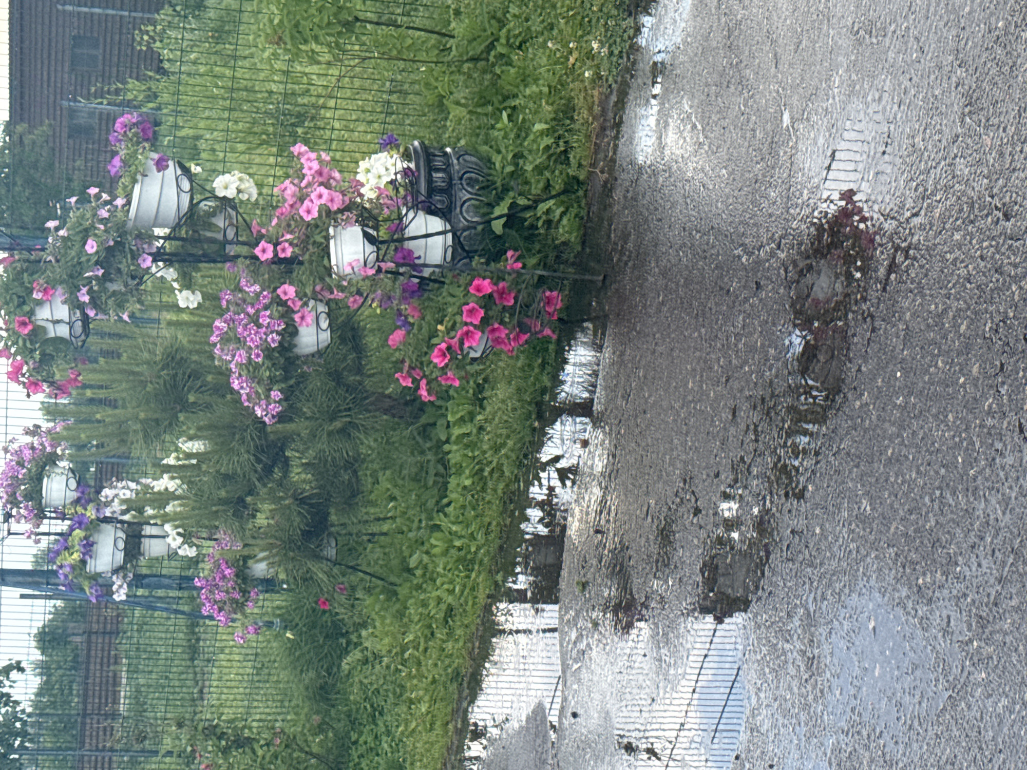 The image shows a street scene in Zaliznychne, Ukraine, after a rainfall. The foreground consists of a wet asphalt surface with several puddles reflecting the sky and a fence. In the midground, lush green grass and vegetation border the asphalt. A multi-tiered black metal stand displays several white planters filled with blooming petunias in various shades of pink, purple, and white. Some of the flowers are cascading over the edges of the planters. Behind the flowers and vegetation, a metal fence runs horizontally across the scene. In the background, a building with a dark roof and windows is visible, partially obscured by trees and the fence. The overall atmosphere is one of a damp, residential outdoor environment.