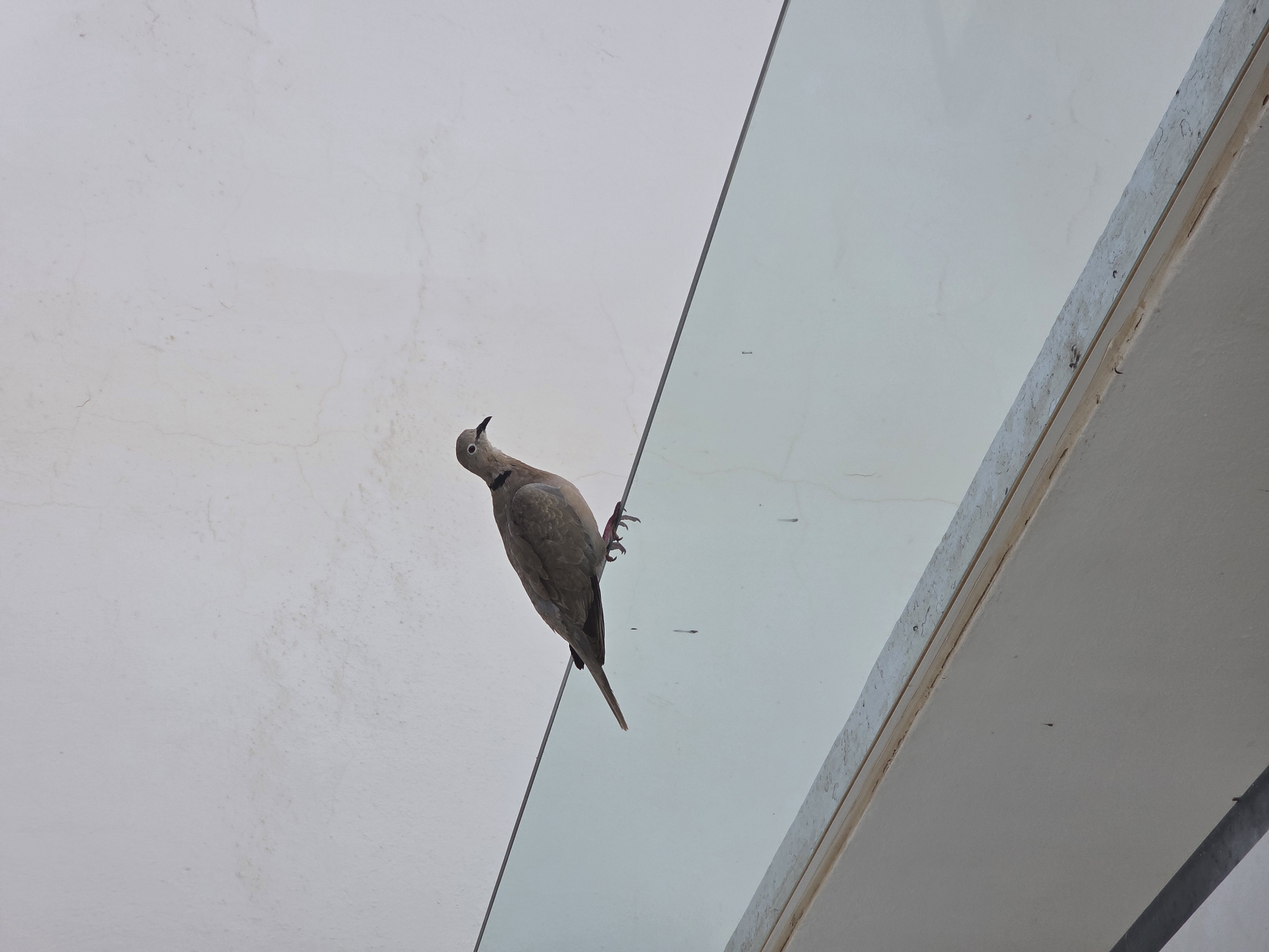 A lone, light brown bird, possibly a dove or pigeon, is perched on a thin, dark wire. The bird is angled upwards, looking to the left, with its tail extended downwards. Its feet are gripping the wire, with visible claws. The background is mostly a textured, pale wall, with some faint water stains or discoloration. To the right of the wire, a large pane of light blue glass is visible, reflecting a very faint image or the environment. Further to the right, a light-colored architectural overhang or beam is present, with a textured, weathered surface. The lighting suggests it is daytime, with no indication of specific weather conditions. The scene appears to be outdoors, possibly on a building or structure in Costa Teguise, Spain, given the architectural style and the presence of glass. There is no visible text in the image.