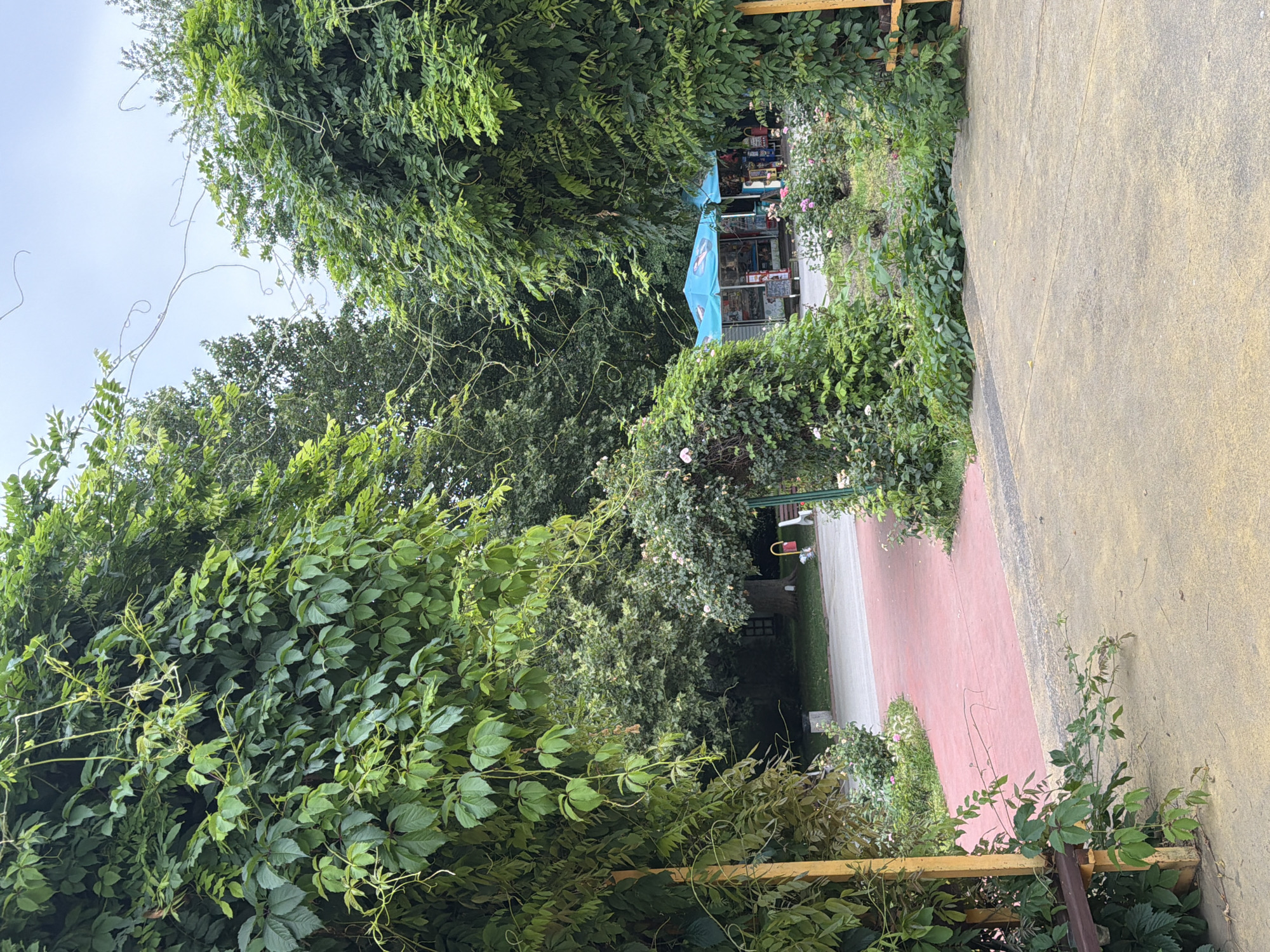 The image depicts a park area, likely in Pazardzhik, Bulgaria, with a prominent feature of lush green foliage that forms archways on either side of a pathway. The pathway itself is paved with a red surface for walking, bordered by a yellow concrete area. In the background, through the greenery, a small kiosk or shop with blue awnings is visible, suggesting it is a place for vendors. Several trees with dense green leaves are scattered throughout the park. A few benches are present, hinting at a place for relaxation. The sky above is overcast. The overall scene suggests a tranquil outdoor setting within a city, potentially a popular spot for recreation and leisure.