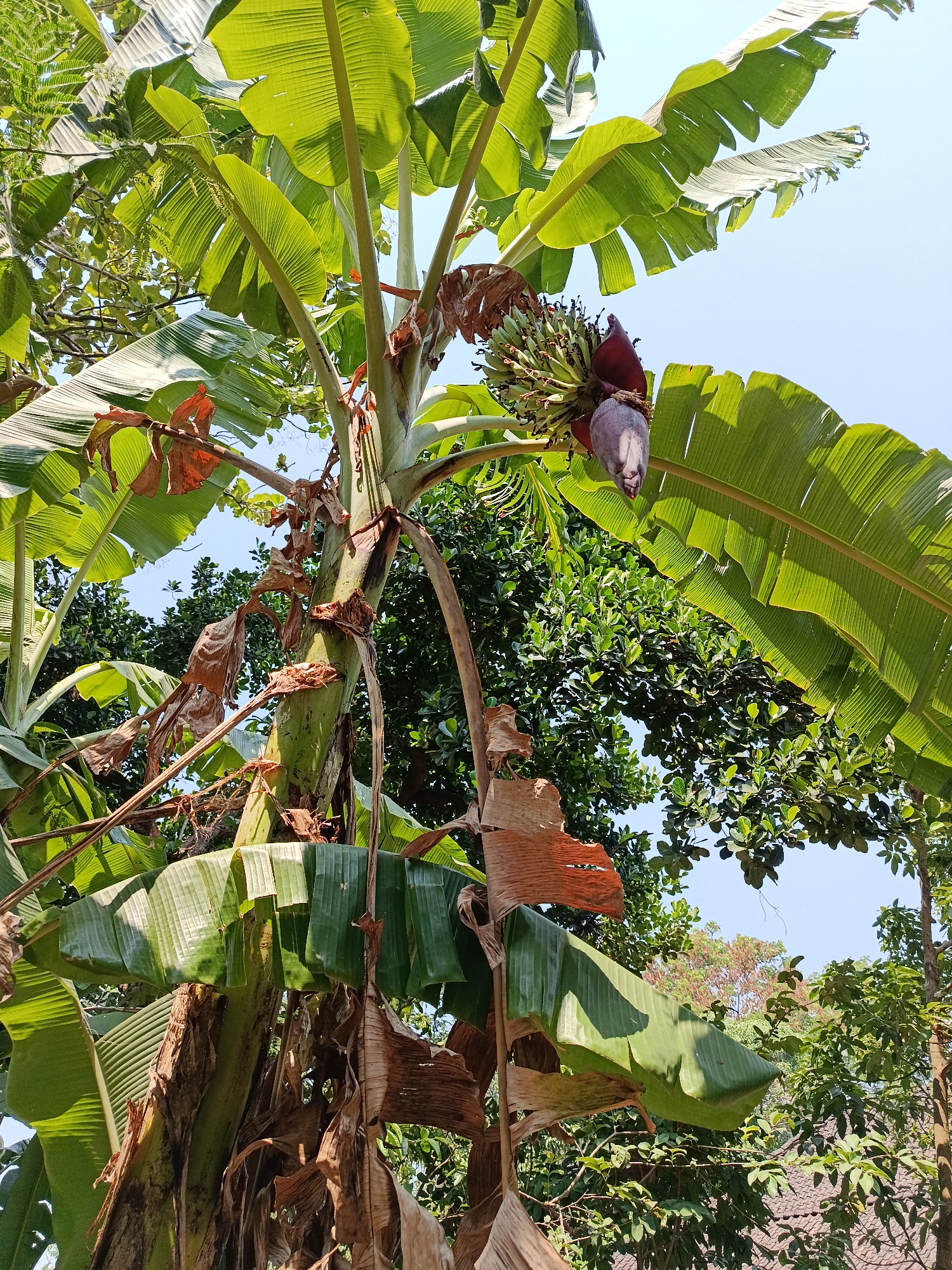 The image captures a banana tree with a developing bunch of bananas and a banana blossom, set against a clear blue sky. The banana tree exhibits large, green leaves and a thick trunk. Some dried, brown leaves are also visible, adding texture to the scene. In the background, other trees with dense foliage can be seen, and a glimpse of a tiled roof suggests a residential area. The lighting indicates it is daytime, with sunlight illuminating the leaves. The scene is likely outdoors in a tropical or subtropical environment. While the exact location in Kemiri, Indonesia, is not visually confirmed, the presence of banana trees and lush vegetation is consistent with the region. There are no people or animals depicted in the image.