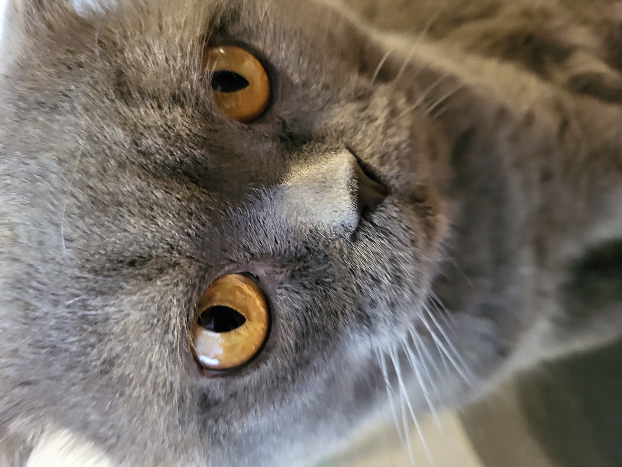 A close-up shot depicts a gray cat with striking orange eyes. The cat's face is tilted, with its nose and whiskers prominently visible. The background is blurred and indistinct. The location is listed as Unknown, Unknown.