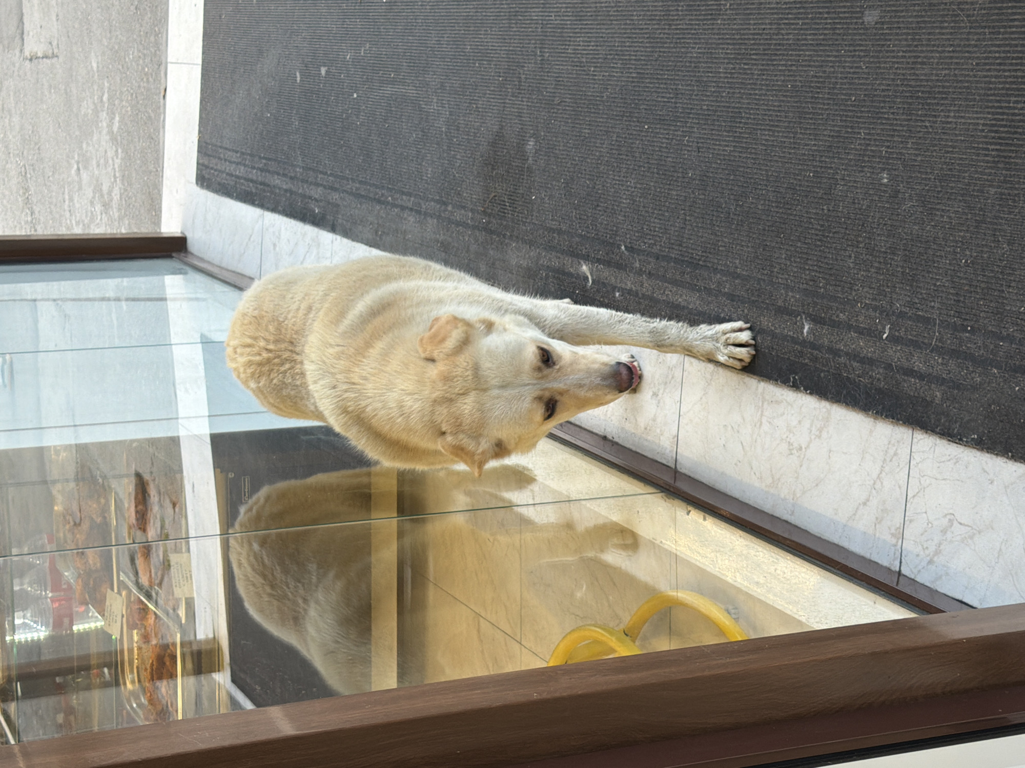 A tan-colored dog is walking on a dark grey doormat outside a glass display case. The doormat is ribbed and has some dust and debris on it. The glass display case reflects a dog and some food items inside. The dog is positioned in the lower right quadrant of the image, facing left and slightly downwards. Its tongue is visible, and its head is lowered as if sniffing. The dog's left paw is extended forward, resting on the doormat. The background outside the display case appears to be a sidewalk and street. The scene is indoors or on a covered porch, as suggested by the lighting and the presence of the doormat and display case. There are no people visible in the image.