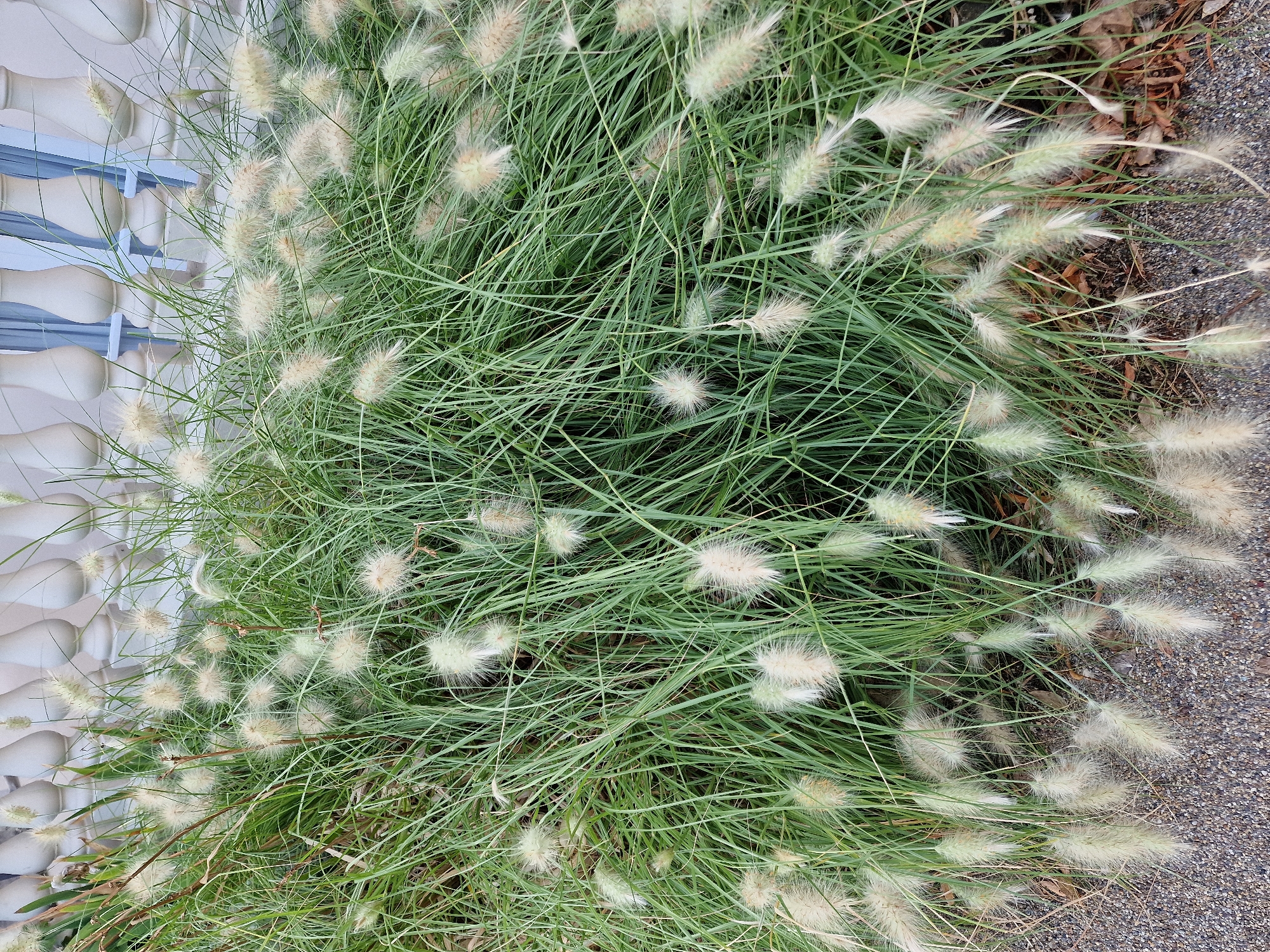 In Canterbury, United Kingdom, a dense cluster of ornamental grass with fluffy, cream-colored seed heads is showcased. The grass is tall and arching, with thin, green blades creating a full, bushy appearance. The fuzzy seed heads are scattered throughout the foliage, some appearing more mature and wispy than others. The grass is situated in front of a white balustrade, suggesting a garden or public space. The ground in the foreground is covered with small, dark gravel.