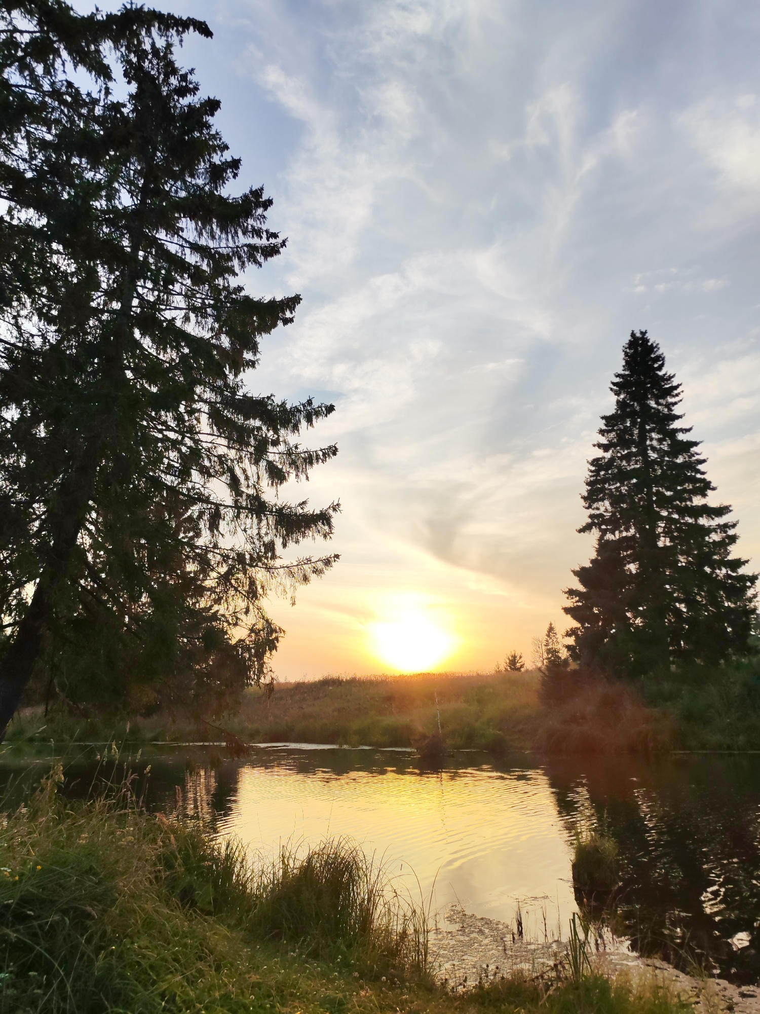 The image depicts a serene natural landscape at sunset, likely situated in or near the village of Podshivalovo, Russia. Dominating the foreground are two large, dark silhouettes of evergreen trees, one on the left and another on the right, framing a tranquil body of water. The water's surface reflects the warm, golden hues of the setting sun, creating a shimmering effect. Tall grasses and vegetation line the banks of the water. In the background, a gentle incline of land is visible, also bathed in the soft light of dusk. The sky above is a canvas of pale blue and white clouds, with the sun low on the horizon, casting a warm glow. There are no people or animals visible in the scene. The overall atmosphere is peaceful and still, characteristic of a rural sunset.