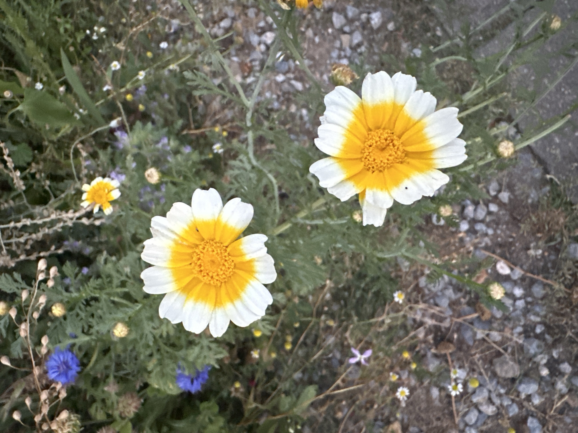 The image shows two daisy-like flowers with white petals and bright yellow centers. They are growing in a patch of wild vegetation, with other smaller flowers, green leaves, and dry grasses visible. The ground is covered with small stones and gravel. In the background, there are hints of a more natural, unkempt environment, possibly a park or roadside verge. There is no indication of the specific location in Krefeld, Germany, or any people or actions.