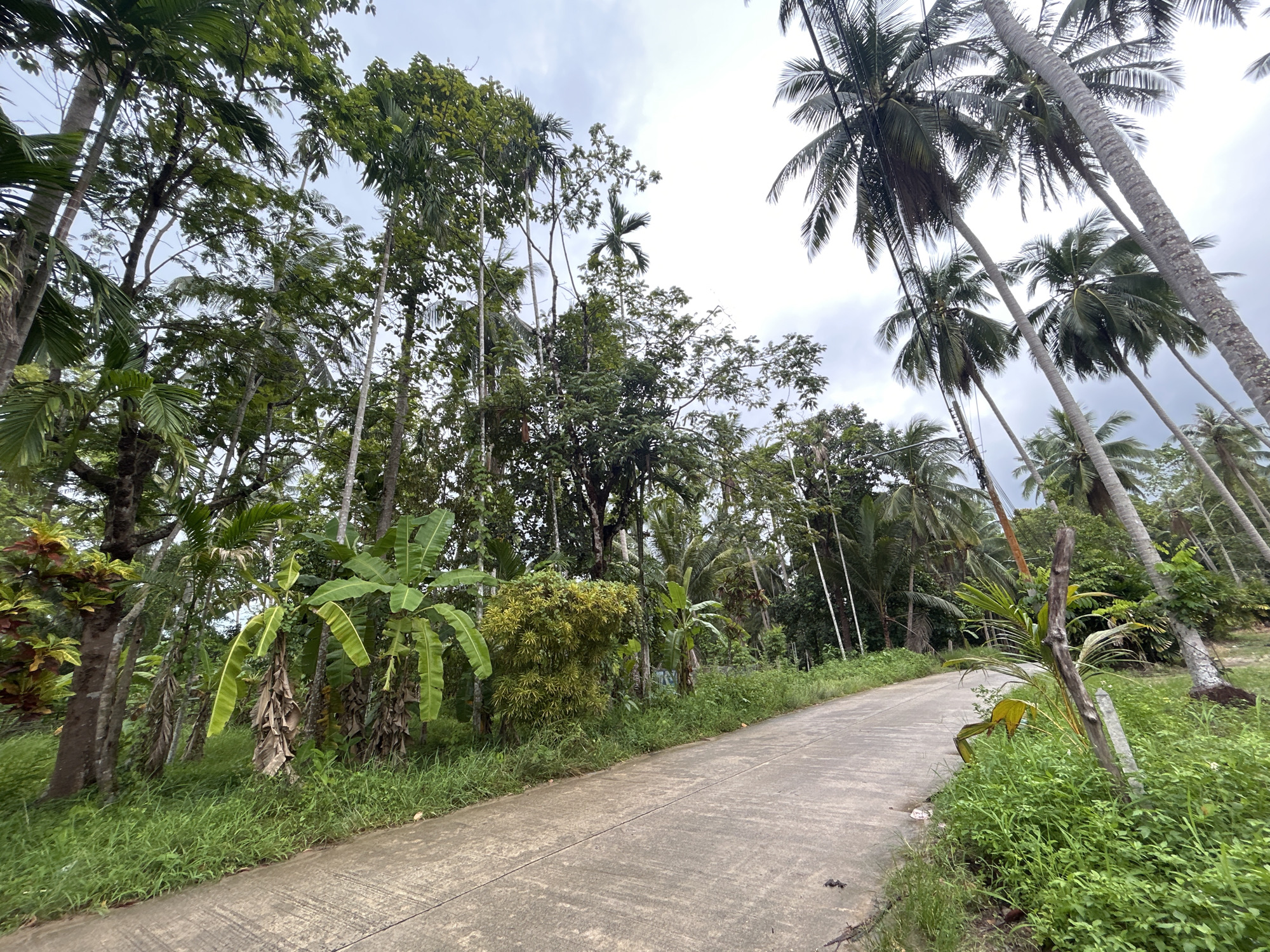 The image displays a concrete road winding through a dense, tropical landscape in ตำบลเกาะพะงัน, Thailand. The sky is overcast with thick clouds, providing a soft, diffused light over the entire scene.
The road is flanked on both sides by abundant and varied vegetation. Tall, slender palm trees, including numerous coconut palms, dominate the upper and right portions of the frame, their fronds reaching towards the cloudy sky. Utility lines are visible running through some of these palm trees. Interspersed among the palms are other tall trees with full, green canopies, contributing to a lush, almost tunnel-like atmosphere.
Closer to the ground, dense green undergrowth, bushes, and grass line the edges of the concrete road. On the left side, several banana plants with large, broad leaves and some dried fronds are prominent, alongside other tropical foliage, including a plant with variegated red and yellow leaves. The concrete road itself shows visible lines and some minor wear, suggesting it's a rural or secondary path.
No people or animals are visible, and no specific activity is taking place, presenting a tranquil and natural scene. A few pieces of minor litter can be spotted sparsely on the roadside grass. The overall impression is that of a secluded, verdant path winding through a tropical forest under a cloudy daytime sky. There is no visible text in the image.