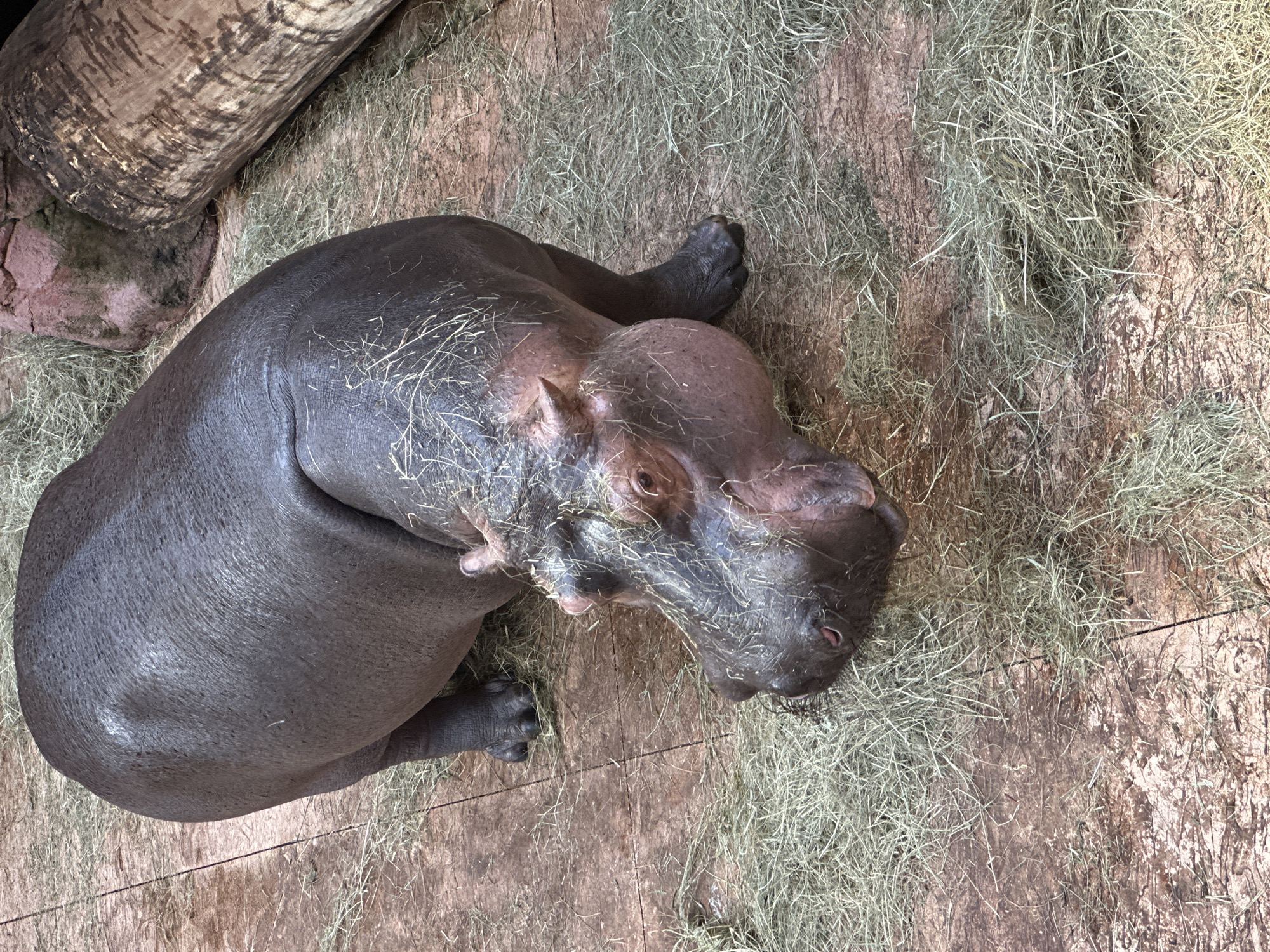 A hippopotamus rests on a bed of straw on a wooden floor. The hippopotamus is gray-brown and has short legs. There is a log in the upper left corner of the image. The scene appears to be inside an enclosure. The hippopotamus is likely in the Wrocław Zoo, which is located in Wrocław, Poland.