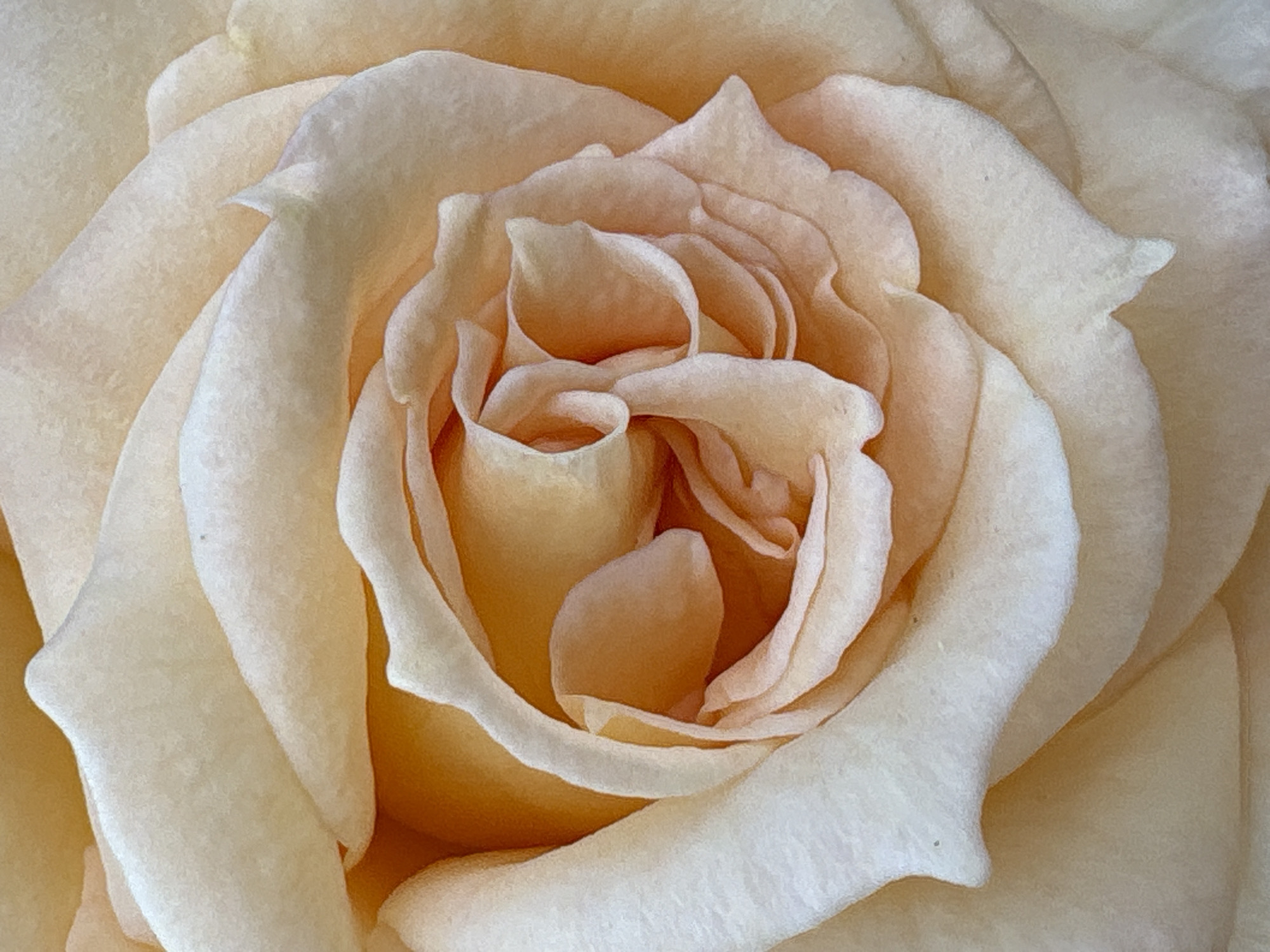 This is a close-up, macro photograph of the center of a light peach or creamy pink rose. The petals are tightly furled and layered, creating a sense of depth and intricate detail. The lighting is soft and diffused, highlighting the velvety texture of the petals and casting subtle shadows that emphasize their curves. The focus is sharp on the innermost petals, with a gentle blur towards the edges of the frame, drawing the viewer's eye to the heart of the bloom. The colors are soft and warm, ranging from pale cream to a richer peach or apricot in the shadowed areas. There are no people, objects, actions, interactions, or environmental features visible in this image; it is solely focused on the botanical subject. The image does not contain any information to determine its location in Bobrov, Russia.