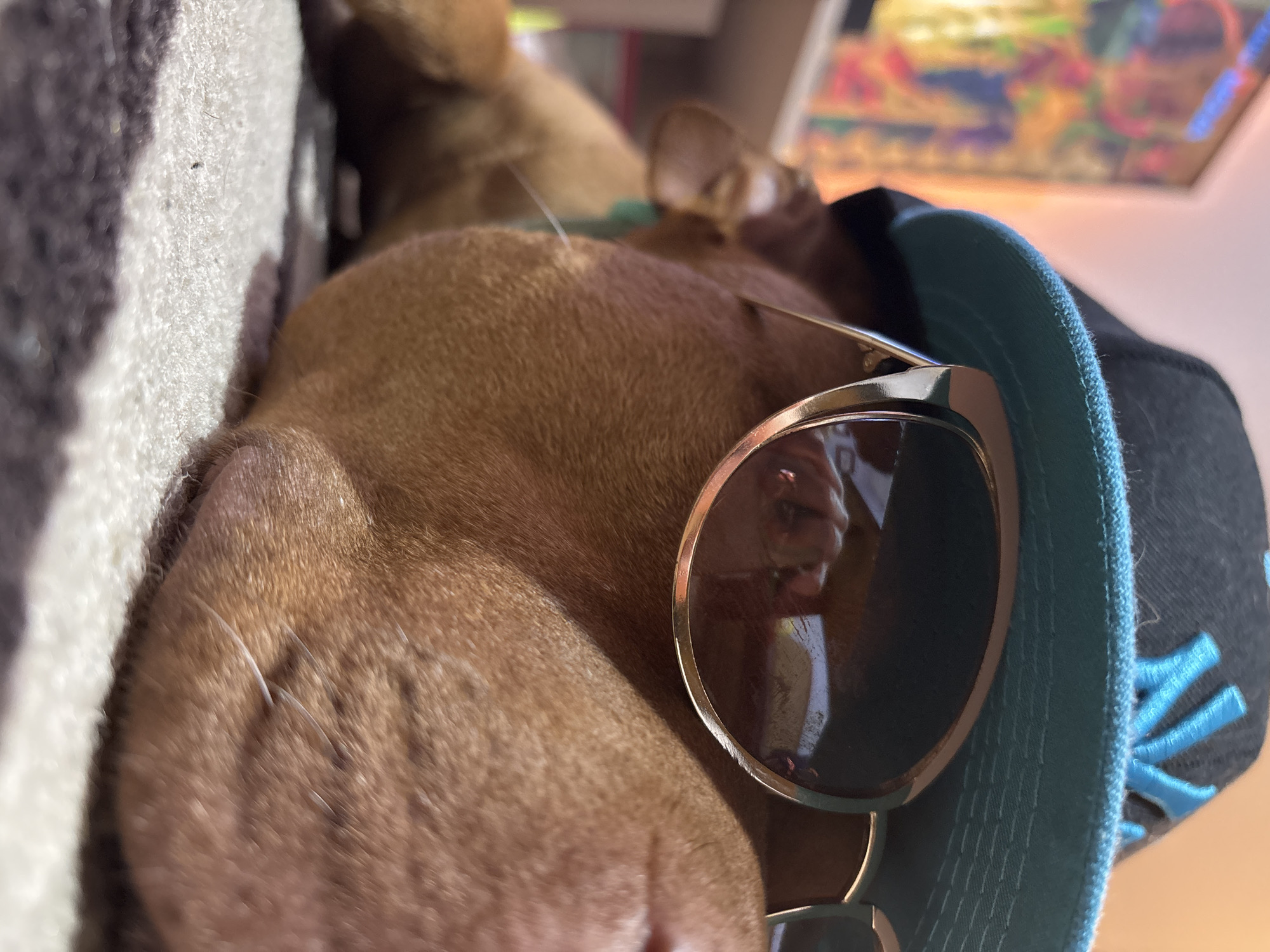 A brown dog rests its head against a black-and-white patterned cushion. The dog is wearing sunglasses and a baseball cap with light blue stitching. The setting and location cannot be determined based on the details provided.