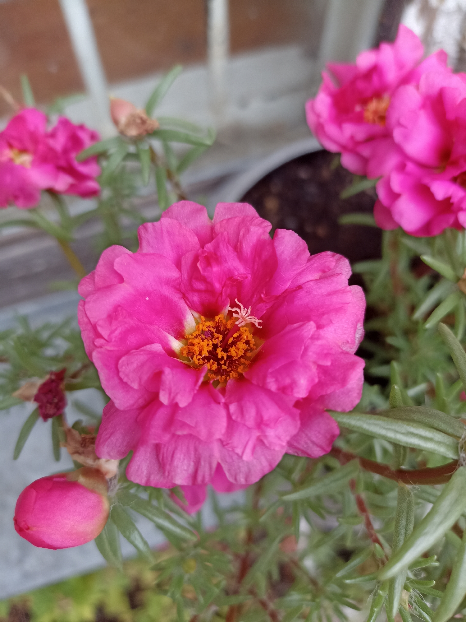 A close-up, eye-level shot captures a cluster of vibrant pink moss rose flowers, also known as Portulaca grandiflora, in bloom. The flowers are characterized by their ruffled petals and bright orange stamens at their centers. One of the flowers in the foreground is in sharp focus, revealing intricate petal details and a delicate white spider perched on its surface. Behind it, other moss rose blooms and buds are visible, some in soft focus, along with the plant's succulent, green leaves. The backdrop is blurred, suggesting an outdoor setting with hints of a potted plant, possibly on a windowsill or balcony, with a muted, neutral-toned wall or fence in the distance. There are no people present in the image. The scene is one of natural beauty and tranquility, with no indication of a specific location within Mochische, Russia, beyond the general suggestion of a garden or cultivated plant setting.