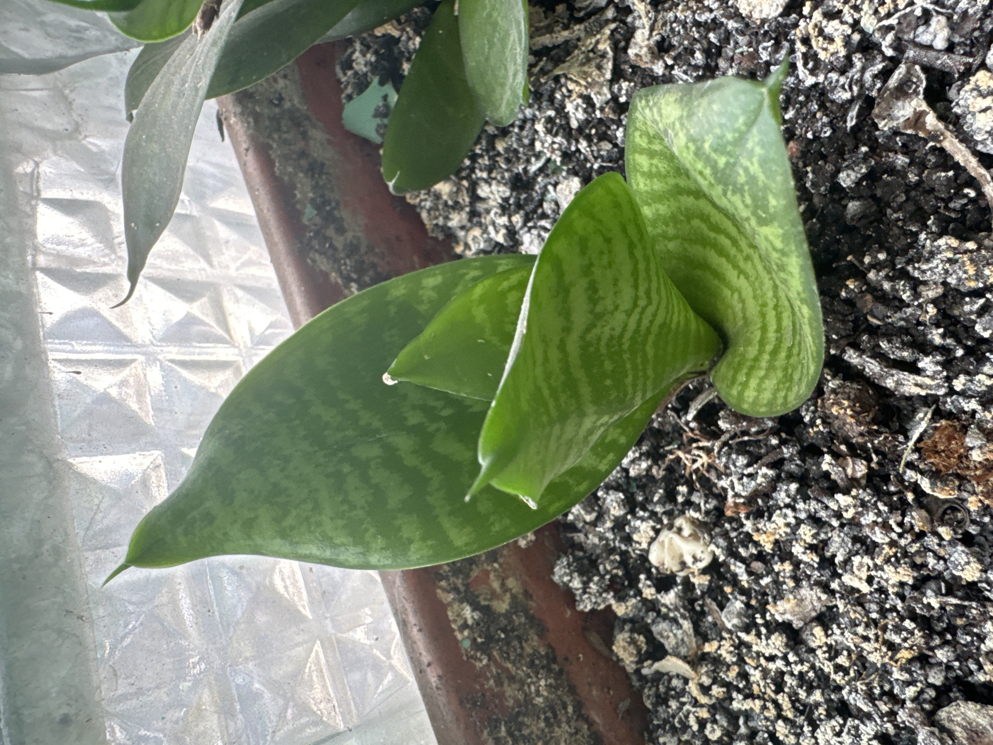 A close-up, high-angle shot of a potted snake plant. The plant has broad, green leaves with darker green horizontal stripes. One section of the plant is twisted. The soil in the pot is dark and granular. The pot is terracotta, partially visible, and situated next to a translucent surface with a grid-like pattern. Location is not specified.