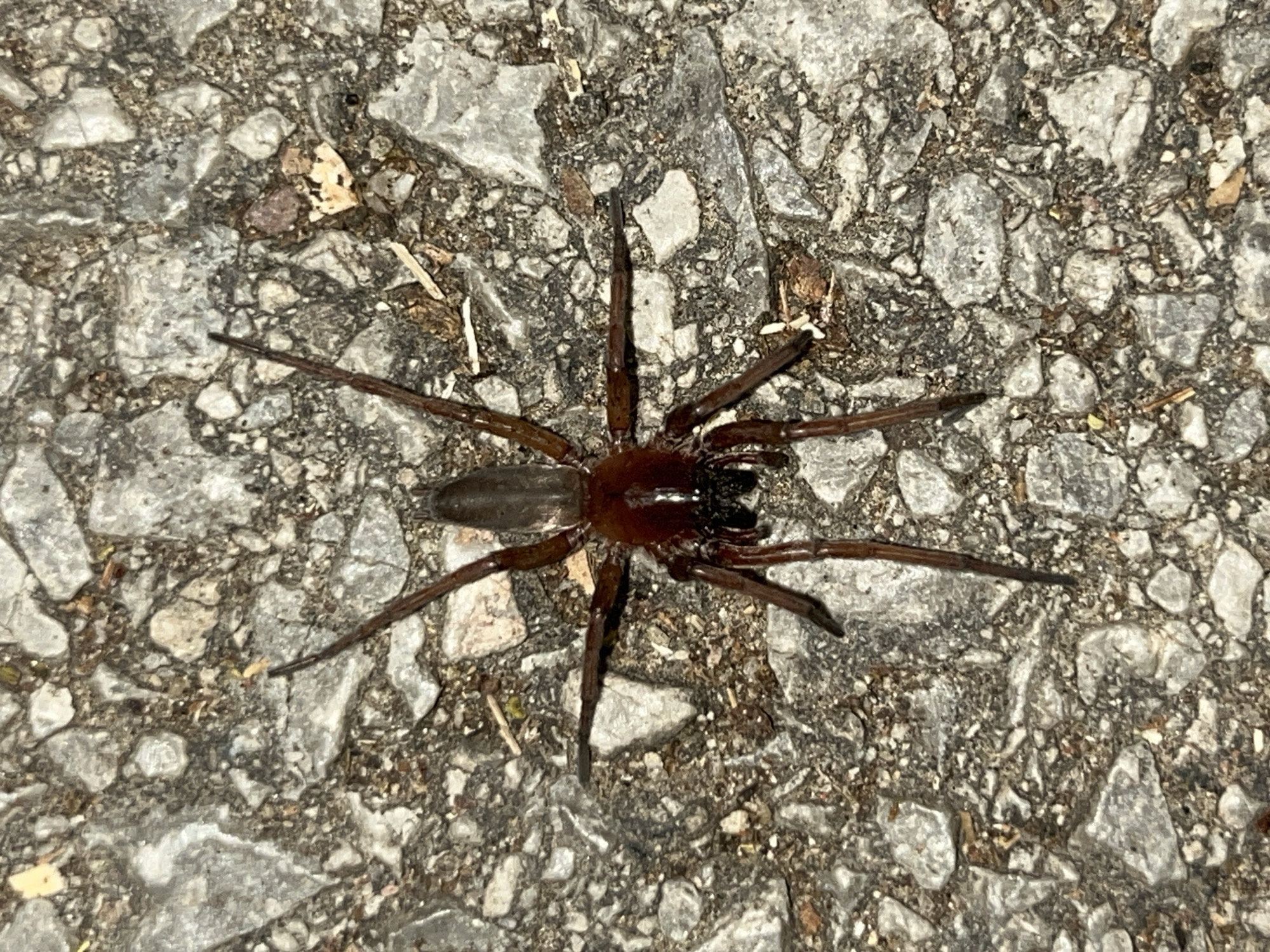 A spider with a dark brown body and long, slender legs is centrally positioned on a rough, light gray concrete surface. The concrete is uneven and interspersed with small fragments of debris, including bits of stone and organic matter. The spider is fully visible, with its legs outstretched. No other people, subjects, or objects are present in the frame. The spider is still and unmoving in this outdoor environment.