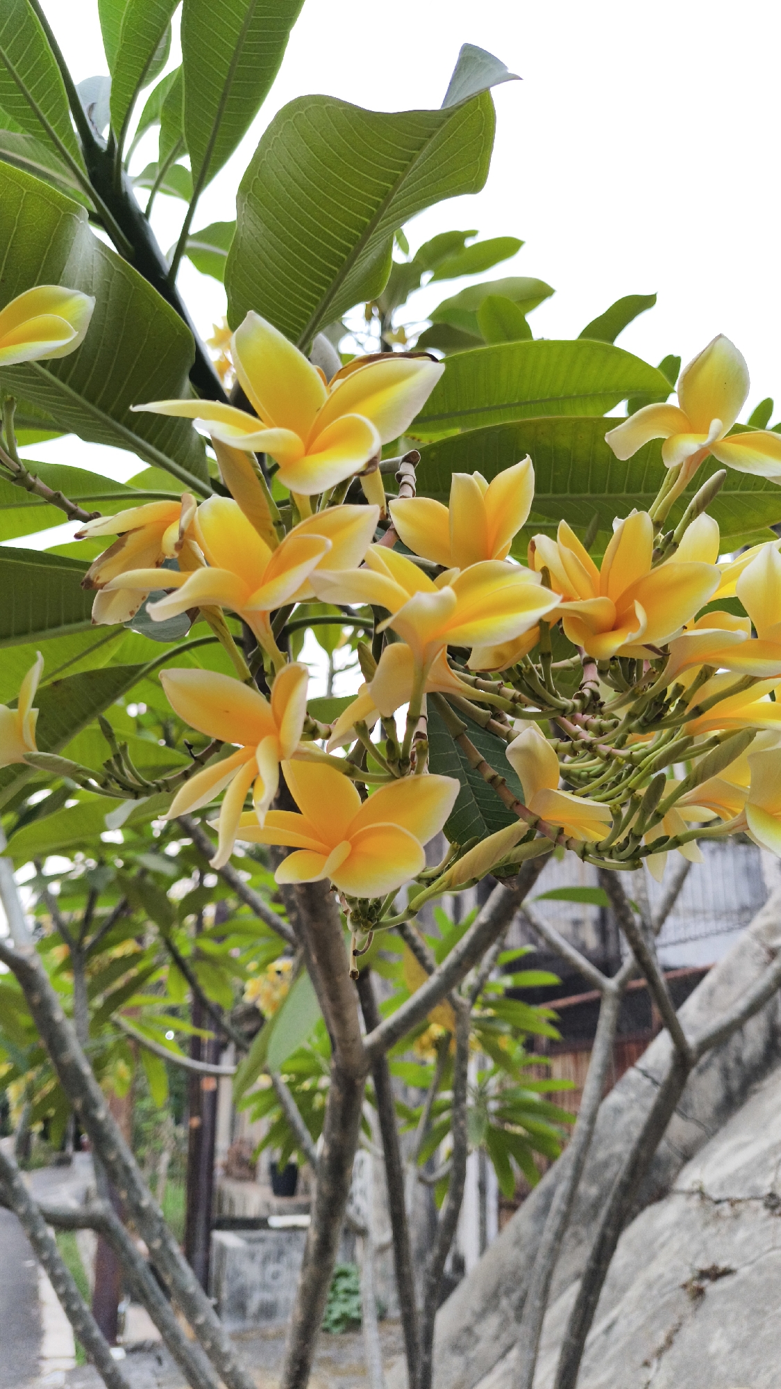 The image shows a cluster of yellow and white plumeria flowers in full bloom, with lush green leaves forming a backdrop. The flowers are attached to woody branches that are spread out against a bright, overcast sky. In the background, out of focus, are glimpses of a residential area with buildings, a wall, and some vegetation, suggesting an outdoor setting. The scene appears to be in South Jakarta, Indonesia, possibly in a garden or yard.