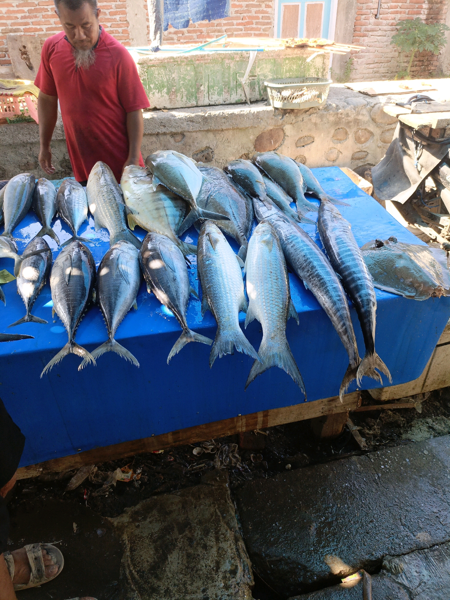 In a fish market in Bulukumba, Indonesia, a vendor in a red shirt stands behind a table covered with a bright blue cloth. On the table, a variety of fresh fish are laid out for sale, including tuna, mackerel, and a stingray. The fish are mostly silver and blue, with some showing iridescent scales. The vendor's face is partially obscured by his beard, and he appears to be looking down at the fish. The background shows a brick wall and a window, suggesting an outdoor or open-air market setting. The ground is wet and appears to be composed of dirt and debris, typical of a market environment. Several baskets are visible, one containing what looks like more fish or seafood. The overall scene depicts a typical day at a bustling Indonesian fish market.
