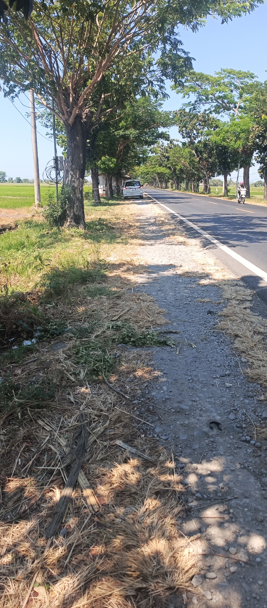This is a vertical, eye-level shot of a tree-lined road in Landangan, Indonesia, under a clear blue sky. The road, with a white line marking its edge, extends into the distance. On the left side of the road, there is a grassy area with fallen leaves and debris. A white car is parked on the side of the road, and further down, a person on a motorcycle is visible. Beyond the road, a green rice field can be seen. The image captures a rural scene with elements of everyday life.