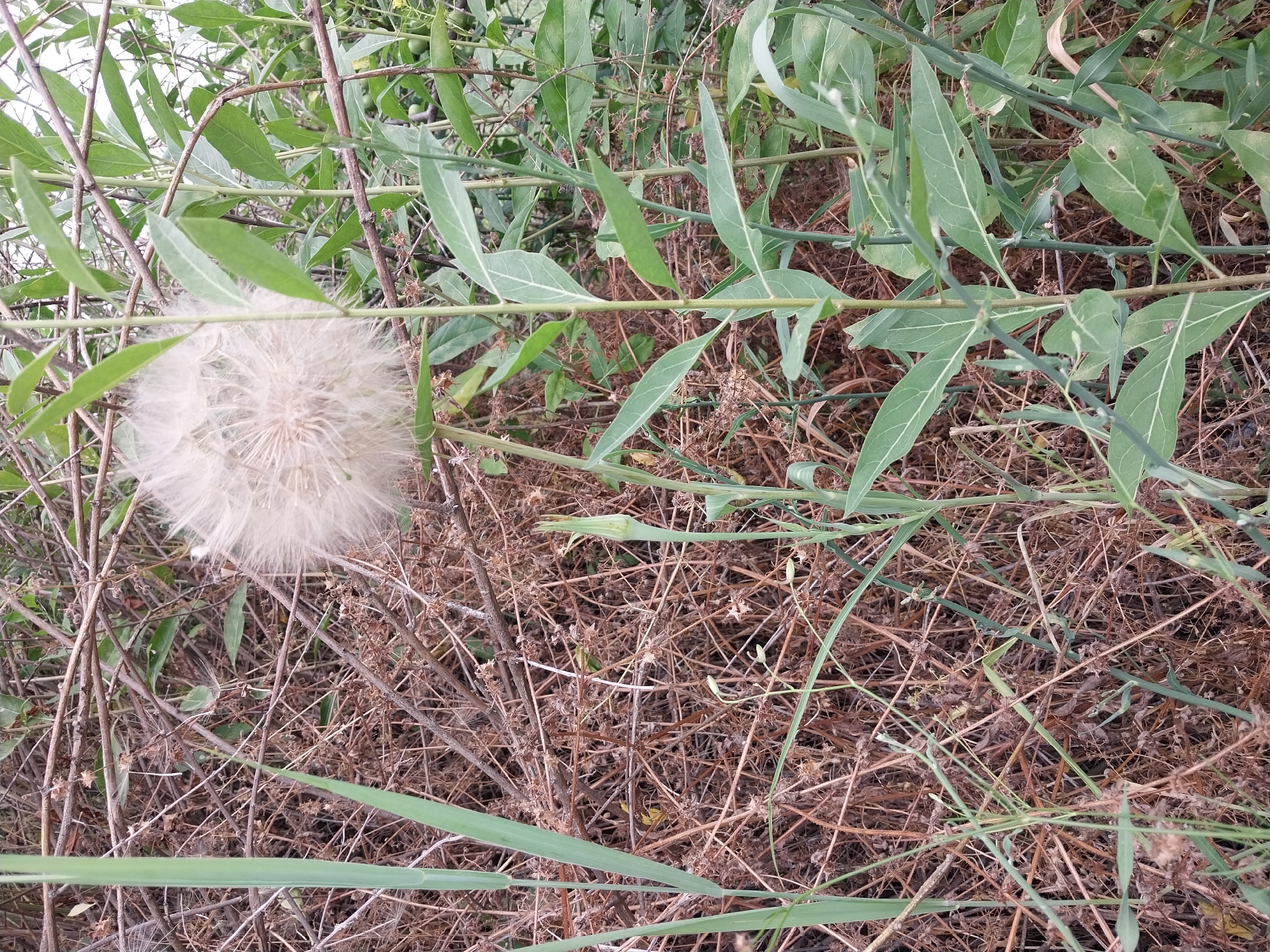 In Stari Kodaky, Ukraine, a close-up, eye-level shot captures a dandelion seed head amidst dry brush and green foliage. The seed head, light and fluffy, is positioned on the right side of the frame. Thin, green stalks with elongated leaves flank the seed head, reaching upwards. Behind and to the left, a dense network of dry, brown branches and twigs forms a textured background. A tall, thin blade of green grass stands prominently on the far left, partially obscuring the dried brush. The overall environment appears to be an outdoor, overgrown area, possibly a field or uncultivated patch of land.