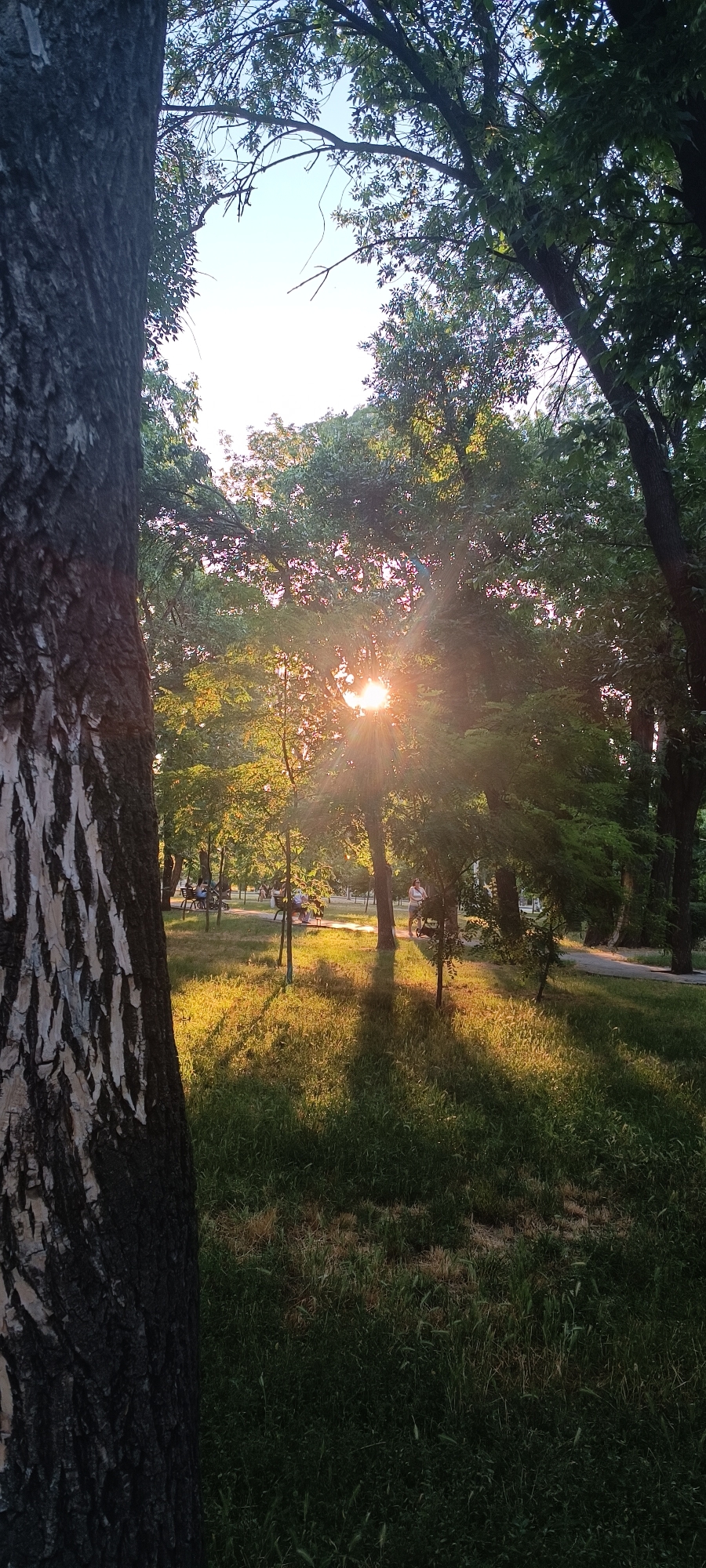 A park scene with the sun setting through the trees, casting long shadows on the grass. In the foreground, a large tree trunk is visible on the left side of the frame. In the background, people are seen sitting on benches and walking along a path. The sun's rays are visible between the leaves of the trees, creating a warm and golden glow. The overall atmosphere is peaceful and serene, suggesting a pleasant evening in the park. The location is identified as Zaporizhzhia, Ukraine. The time of day is likely late afternoon or early evening, given the low angle of the sun and the long shadows. The weather appears to be clear and warm. No visible text is present in the image.