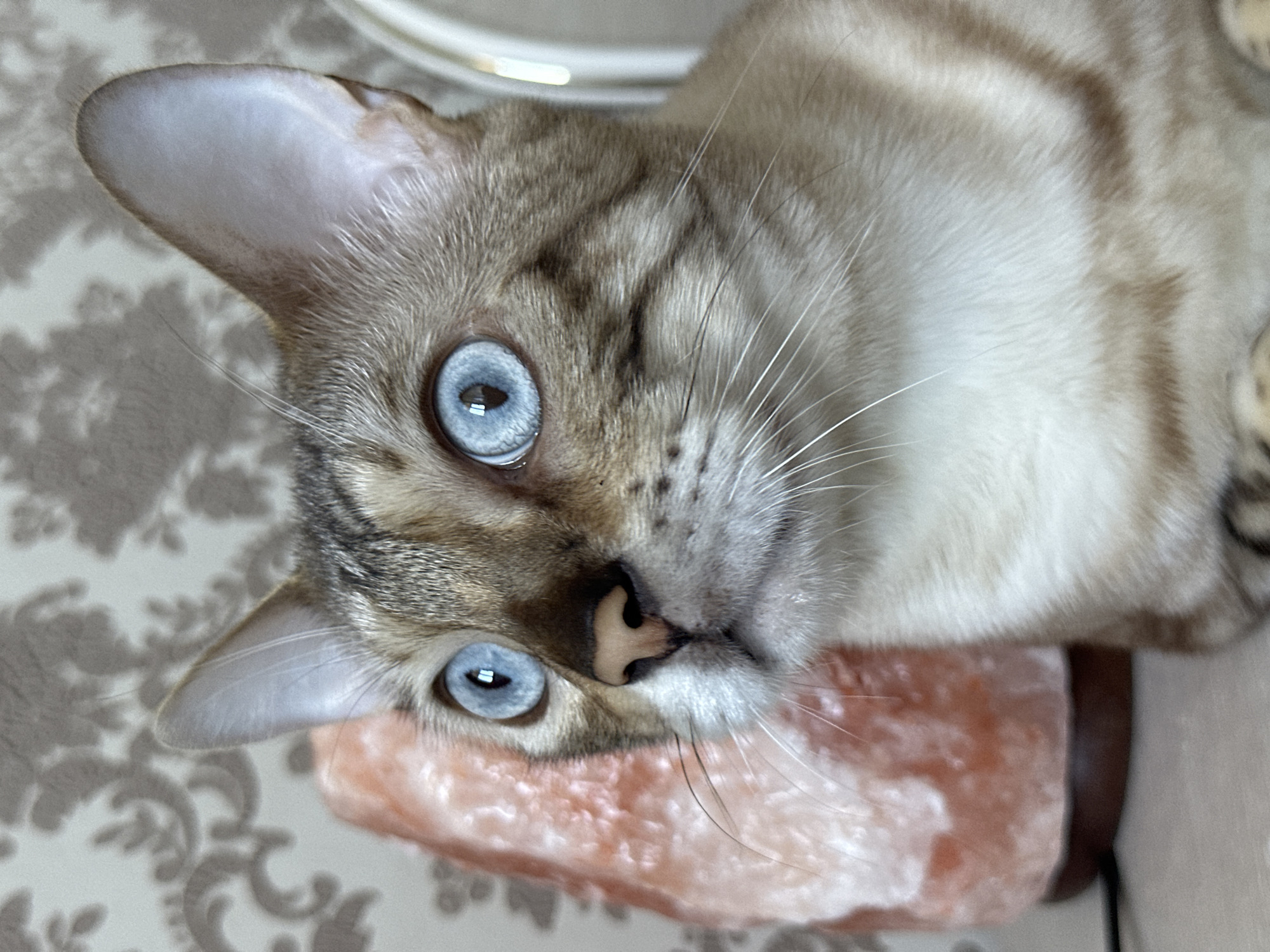 The image shows a close-up of a Bengal cat with striking blue eyes. The cat is looking to the left of the frame, with its ears perked up. To the left of the cat is a pinkish, translucent object that appears to be a Himalayan salt lamp. The background consists of a patterned wallpaper with a floral design in shades of grey and beige. The cat has characteristic tabby markings on its face and body. The lighting is soft, highlighting the cat's features and the texture of the salt lamp. There are no people visible in the image. The scene appears to be indoors, possibly in a home environment. There is no information to suggest the location is in Energetik, Russia.