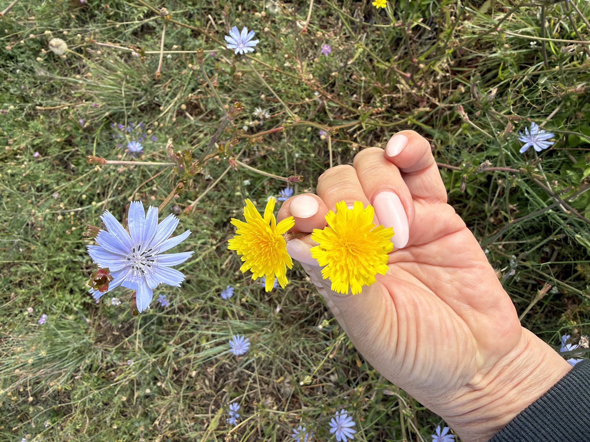 A close-up captures a hand holding two yellow flowers against a backdrop of greenery and various other flowers. The hand has fair skin and manicured nails. The yellow flowers are fully bloomed. In the background, there are several light blue wildflowers scattered amidst the grassy terrain. The location is Mont-roig del Camp, Spain. The scene suggests an outdoor environment.