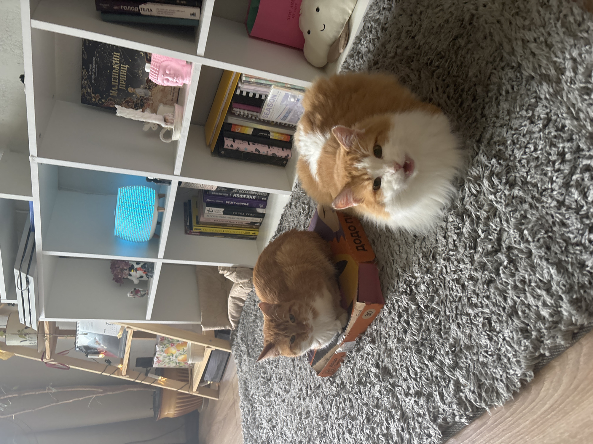 In a residential setting, likely an apartment in Zheleznogorsk, Russia, two orange and white cats are the primary subjects. The first cat is positioned on an open, square cardboard box on a thick, gray shag carpet. The box appears to be a pizza box, with visible Cyrillic text. The cat is lying down, facing the viewer with its eyes partially closed. The second cat is in the foreground, also on the gray carpet, sitting upright with its mouth slightly open and tongue visible, appearing to be meowing or panting. This cat is fluffier than the first.
Behind the cats, a white, modular shelving unit dominates the background. The shelves are sparsely decorated. On one shelf, a bright blue, hexagonal diffuser emits a soft glow. Next to it, a pink Buddha head figurine and a white candle in a holder are placed near a book with Cyrillic lettering titled "Маленький принц" (The Little Prince). Other shelves contain books, binders, and decorative items, including a large potted plant on a wooden ladder shelf to the left. The room is illuminated by natural light, casting shadows and highlighting the textures of the carpet and furniture.