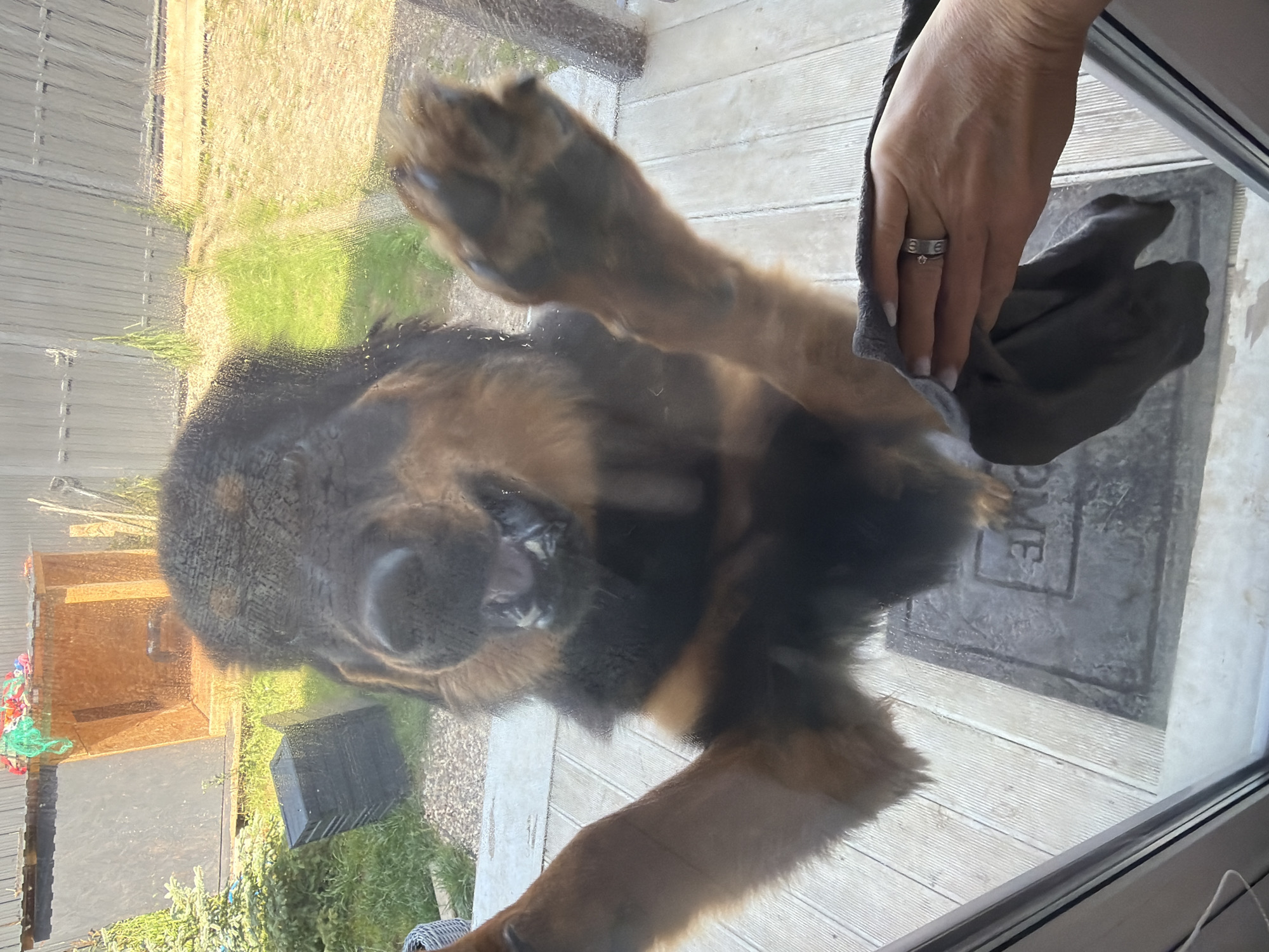 A large dog with brown and black fur is pressing its face and paws against a glass door. The dog appears to be looking directly at the camera. Its mouth is open, and it appears to be panting or barking. One of the dog's paws is extended towards the viewer, with its claws visible. In the foreground, a human hand wearing a ring is holding a gray cloth, which is also pressed against the glass. The hand appears to be in the process of cleaning the glass.
The background shows a backyard with green grass and some wooden structures. There are also some outdoor items visible, such as a black plastic bin and what appears to be a doghouse. The ground outside is made of wooden planks, suggesting a deck or patio. The overall scene appears to be outdoors on a sunny day.
The location is identified as the city of Степаньково, Russia.