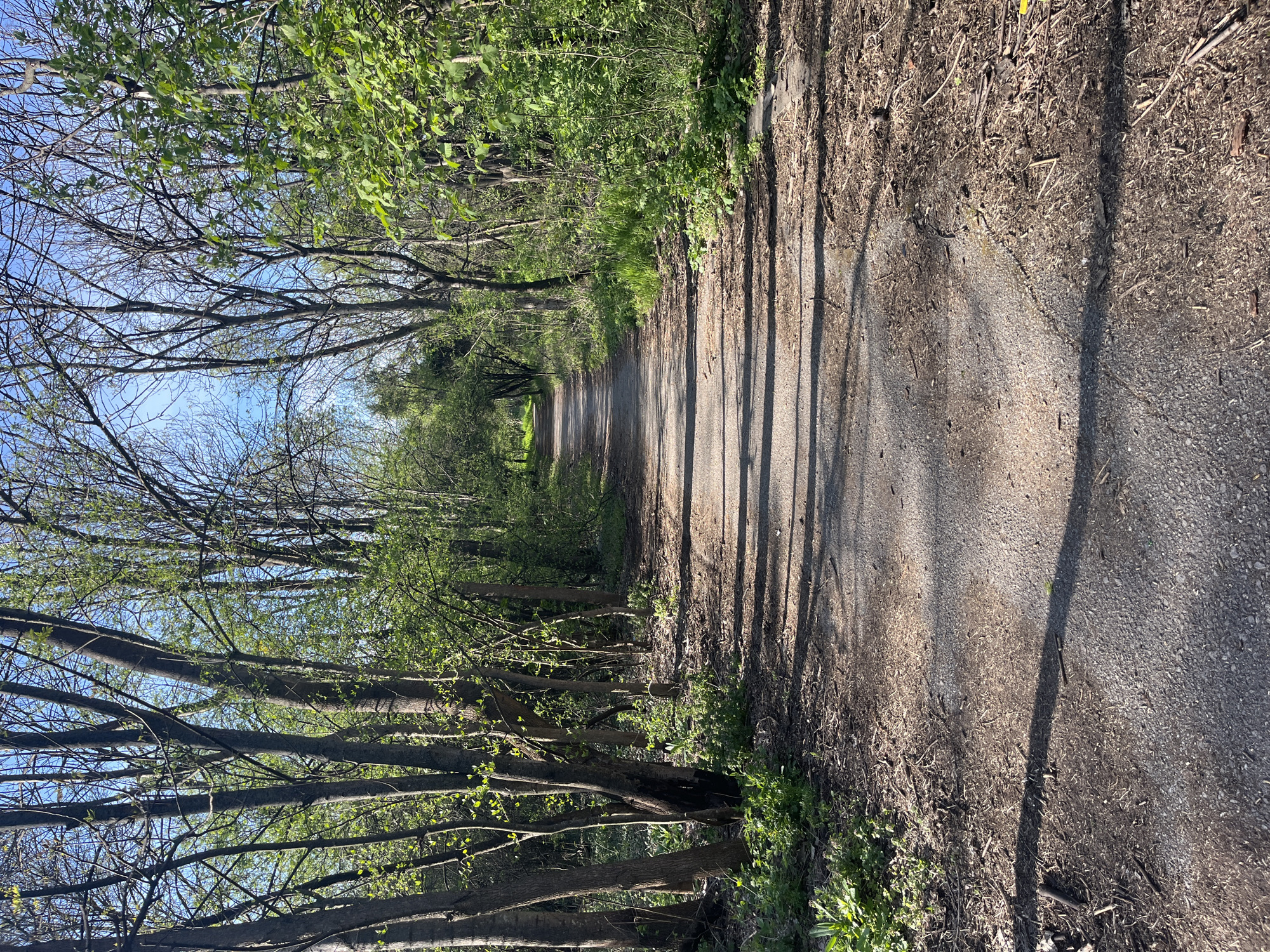 The image presents a sunlit, tree-lined path or unpaved road extending into the distance. This outdoor trail, likely within a natural area such as a park or forest in Sofia, Bulgaria, features a surface of dirt and gravel, marked by scattered dry leaves and twigs.
On either side, trees form a natural corridor. The trees on the left display mostly bare branches with sparse, light green foliage, suggesting an early spring growth phase. In contrast, the trees on the right are more densely covered with vibrant green leaves. Long, distinct shadows from the trees stretch diagonally across the path, indicating that the photograph was taken during either the early morning or late afternoon. The sky above is a clear, bright blue.
The path narrows towards a distant, brighter point, creating a strong sense of perspective and depth. Patches of green undergrowth are visible along the edges of the path. The scene is devoid of people, animals, or man-made objects beyond the path itself. No text is visible within the image. The overall impression is one of peaceful natural surroundings.