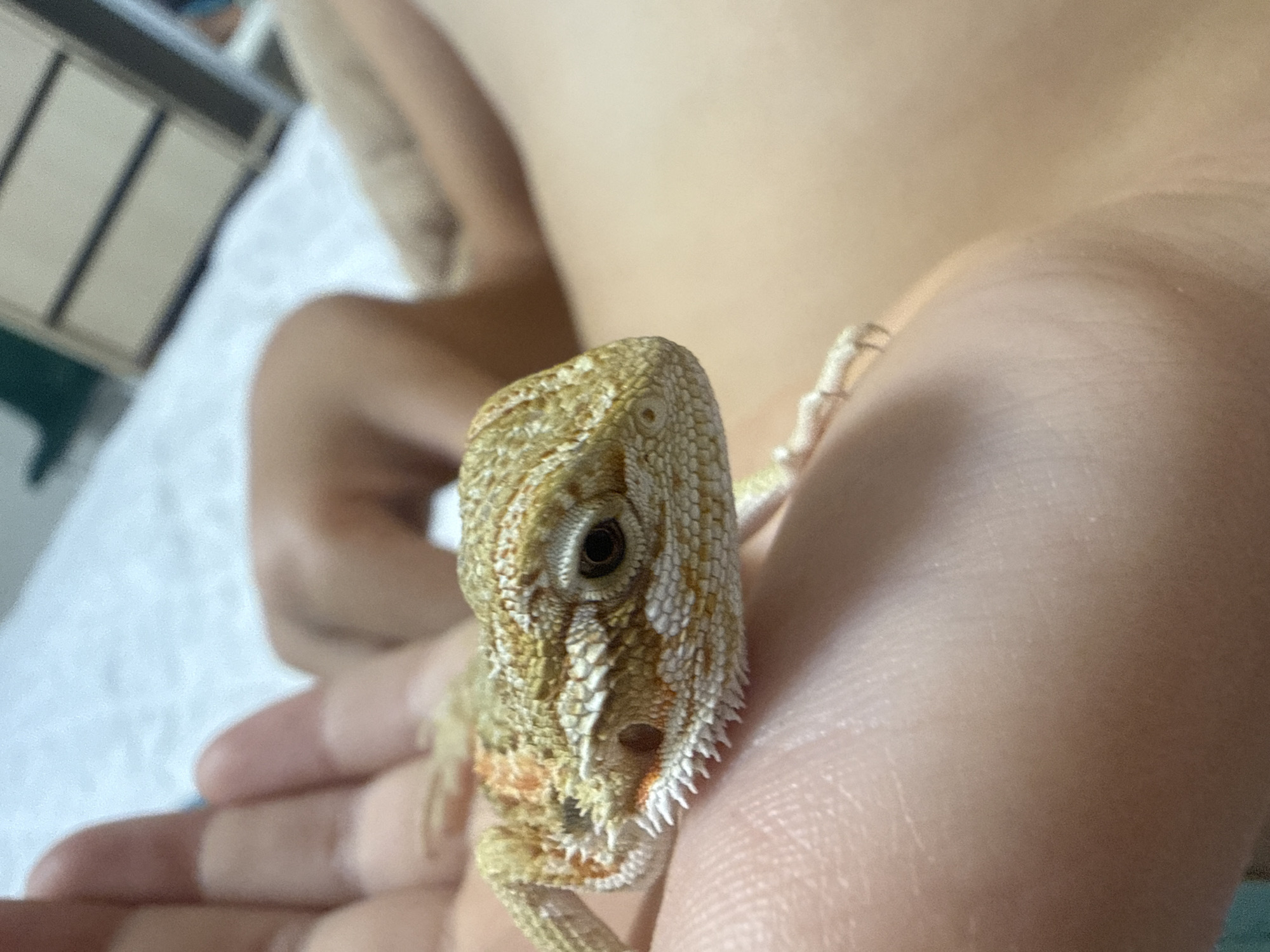 A close-up, eye-level shot shows a small bearded dragon resting on a person's palm, with its head facing right. The lizard has light brown and orange scales and sharp white spines along its jawline. The person's hand is cupped, supporting the reptile. In the background, out of focus, is a light-colored surface, possibly a bed, and what appears to be furniture. The scene is indoors, and the lighting is soft and diffused. There is no indication of the location being in Partenit, Ukraine.