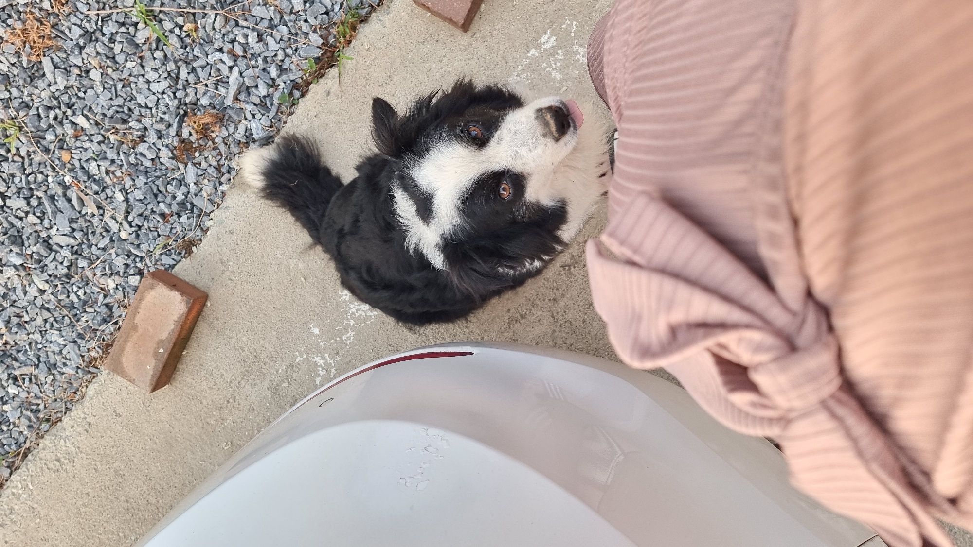 A black and white Border Collie dog is lying on a concrete surface near the front of a white vehicle, with part of a pink shirt visible to the right of the dog. The dog is looking up and slightly to the right, with its tongue protruding slightly. Beside the concrete area there are pieces of gray gravel and two red bricks. Based on the available data, the image was taken in Dunnae-myeon, South Korea. There are no visible people aside from the part of the torso and shirt.