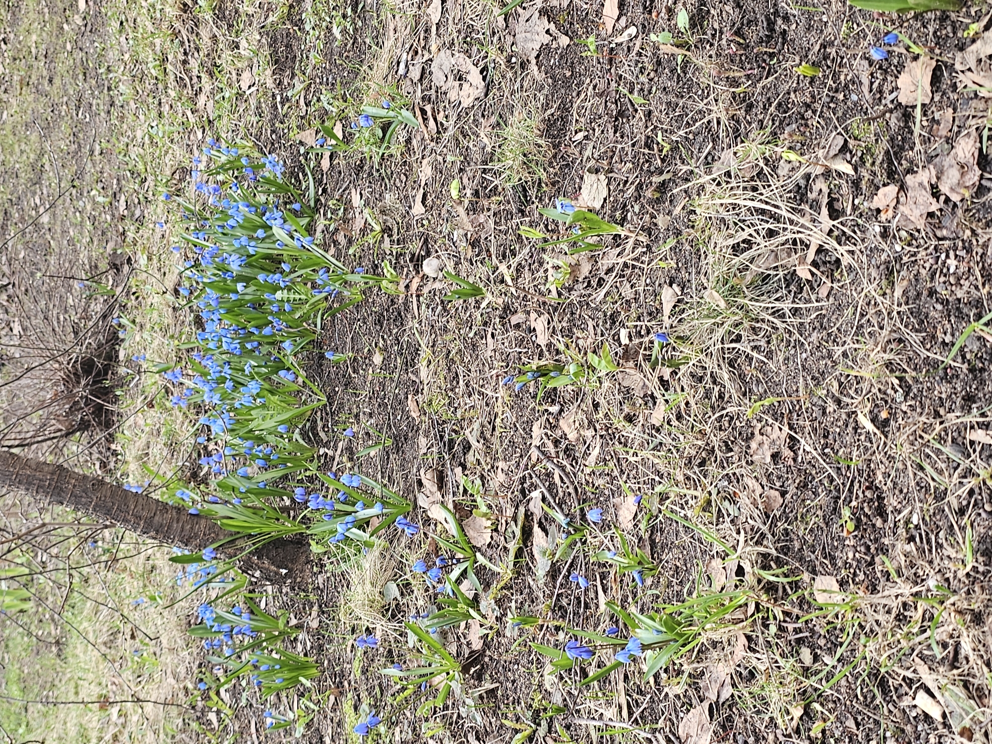 The image shows a patch of Siberian squill (Scilla siberica) in bloom, growing in a garden in Khimki, Russia. The flowers are a vibrant blue, contrasting against the brown earth and dried leaves and grass. A small tree trunk is visible on the left side. The scene suggests early spring. No people are visible.