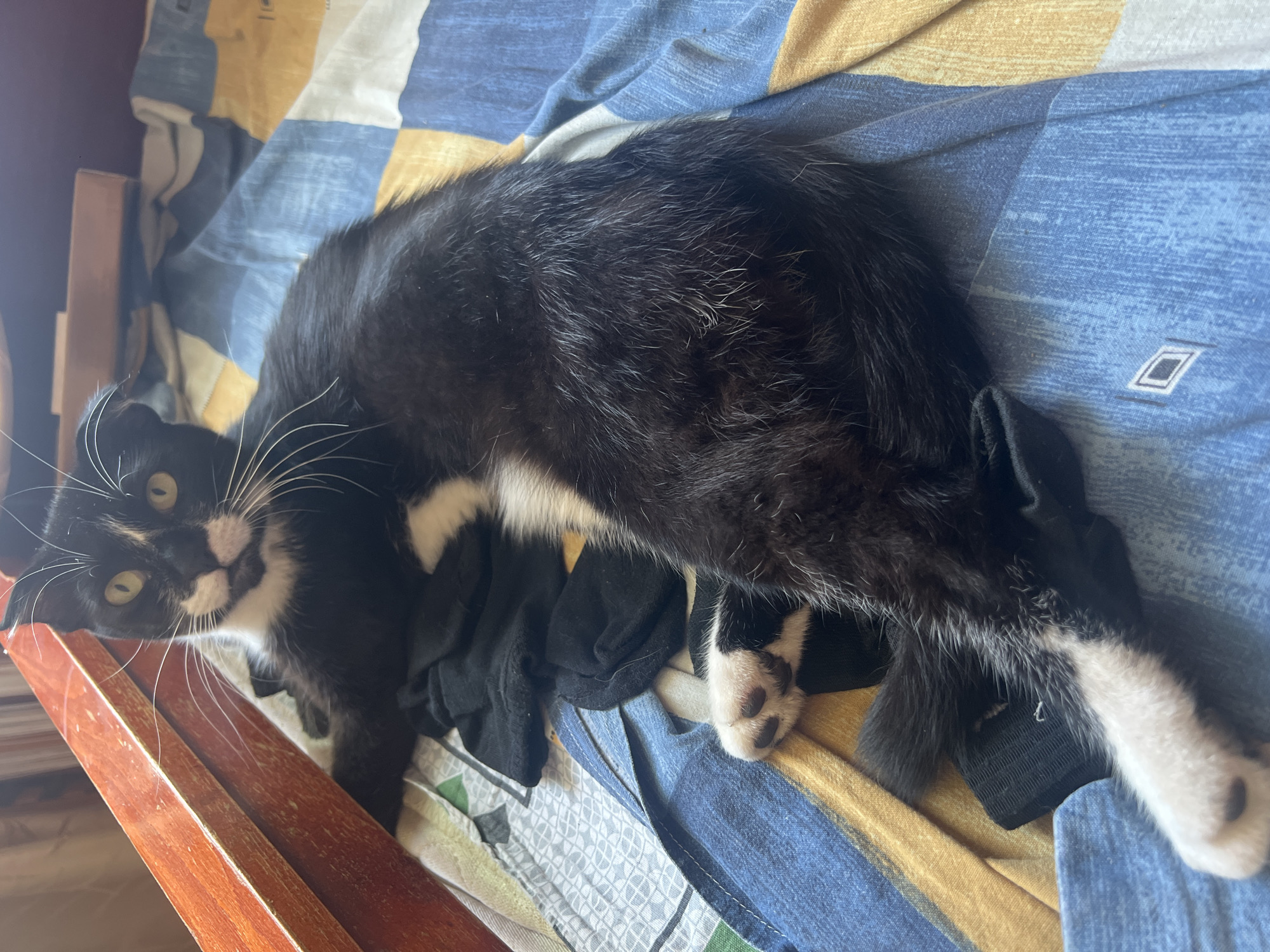 A black and white cat is lying on a bed with a blue and yellow patterned comforter. The cat is facing the camera with its head slightly tilted. It has yellow eyes and white whiskers. Some black socks are scattered on the comforter around the cat. To the left of the cat is a wooden furniture piece. The scene appears to be indoors, possibly in a bedroom.