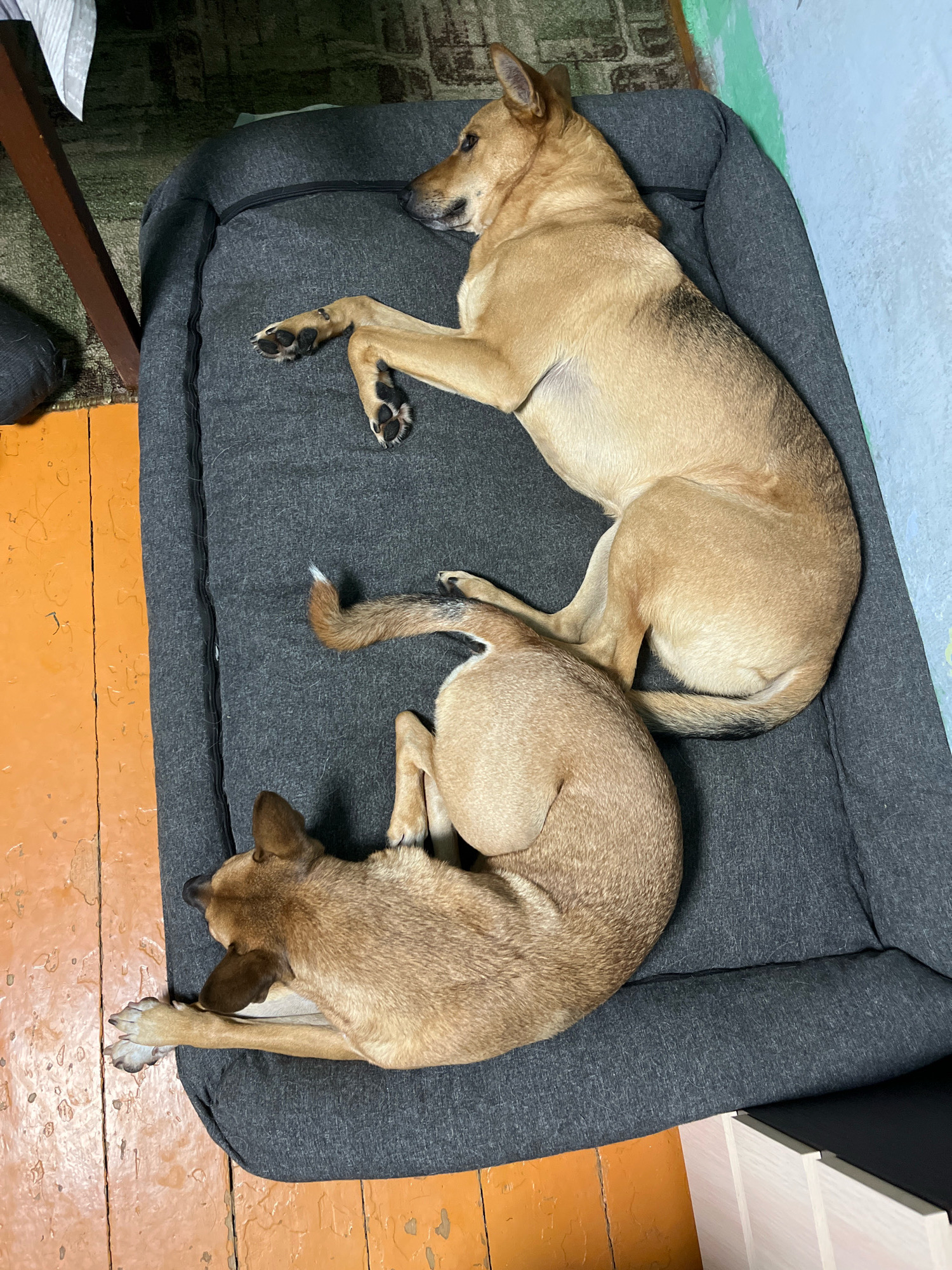 Two dogs are resting on a dark gray dog bed. The larger dog, on top, is a light brown breed lying on its side with its head resting on its paws, facing right. Its front paws are extended. The smaller dog, on the bottom, is curled up on its side, facing left, with its head tucked towards its body. The dog bed is on an orange wooden floor. In the background, part of a wooden table and a blue wall are visible. The scene appears to be indoors, in a residential setting, possibly in Nizhny Tagil, Russia.