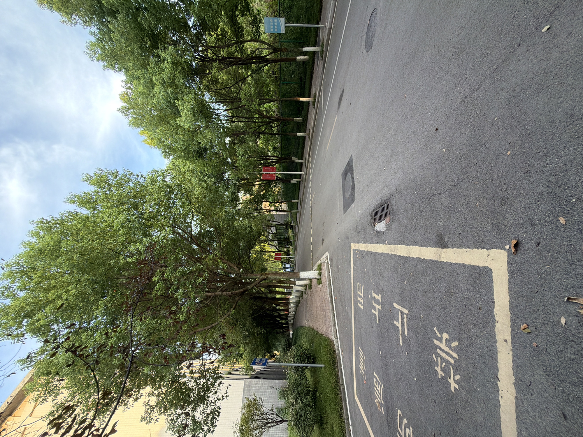 The image shows a tree-lined street in Jiangjin, China. The road is paved and has yellow lines marking the lanes. On the left side of the road, there is a sidewalk made of bricks, bordered by a grassy area and a building. The trees are tall and leafy, with white paint on their lower trunks. Several signs are visible along the street, including a blue sign with Chinese characters on the right and a blue sign with Chinese characters on a pole on the left. Red banners are also hanging from poles further down the street. The pavement has white Chinese characters painted on it within a yellow-lined square, which appear to be parking instructions. The sky is cloudy. The scene appears to be an ordinary street in a city or town.