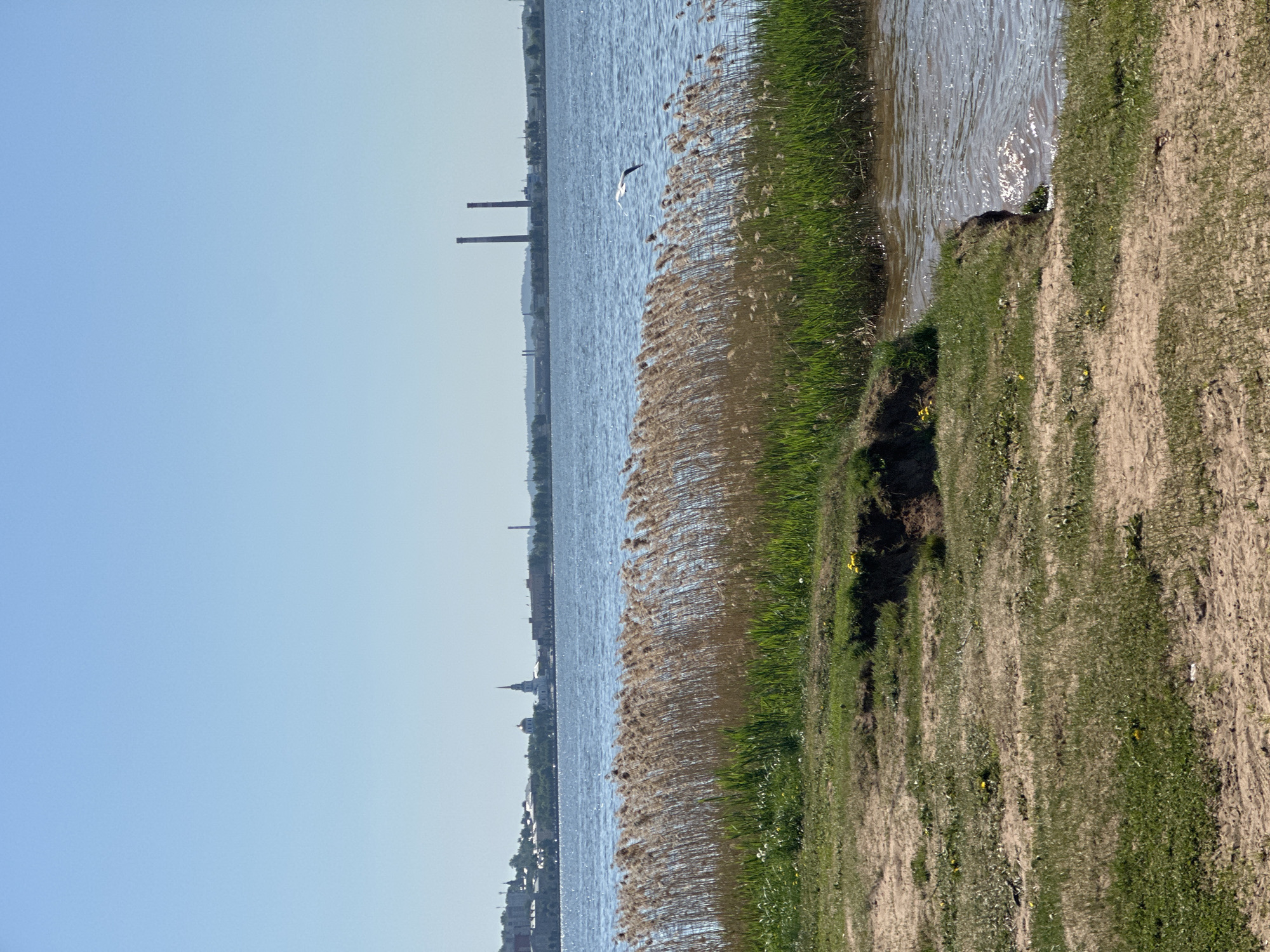 The image captures a view of the Votkinsk Reservoir in Votkinsk, Russia, from the shoreline. To the left is the pale blue sky. Moving right, the scene features a body of water with a slight ripple effect on the surface. A seagull is flying over the water. Reeds grow at the edge of the water along the shoreline. The ground consists of dry, sandy soil mixed with patches of green grass. In the distance across the water, the cityscape of Votkinsk is visible, including industrial towers and the spire of a church.