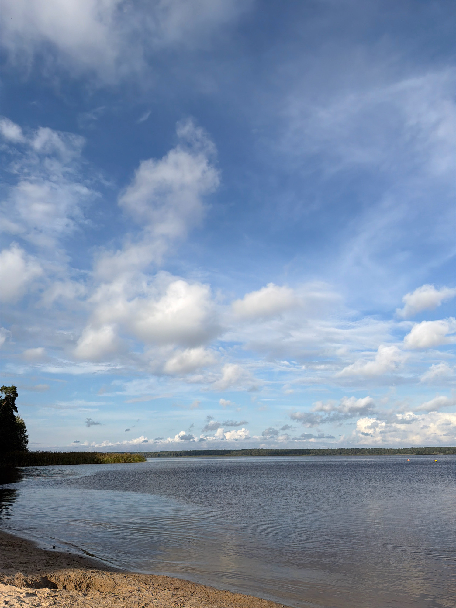 The image depicts a serene lake scene with a sandy shoreline in the foreground. A dense line of reeds runs along the edge of the water in the middle ground, with a dark forest bordering the horizon. The sky above is a vibrant blue, dotted with scattered white clouds. Two buoys, one orange and one yellow, are visible in the distance on the water. The image appears to have been taken on a sunny day. The location of this scene is likely in or around Riga, Latvia, given the description of a lake with a forest and reeds.