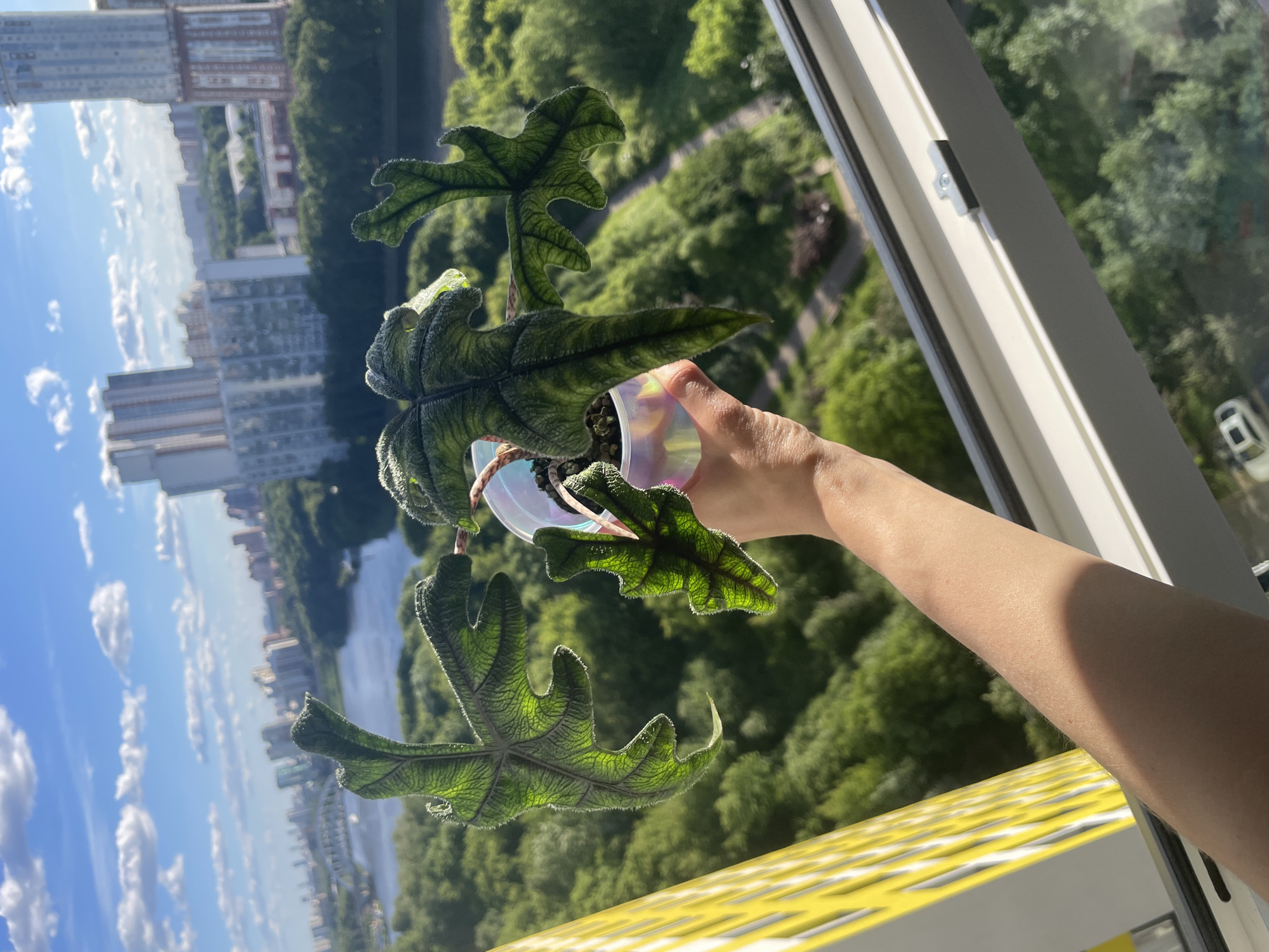 A person's arm and hand are visible in the foreground, holding a potted plant with large, dark green, textured leaves. The plant is positioned against a backdrop of a cityscape and lush green trees, suggesting an outdoor urban environment. The buildings in the background appear to be residential high-rises, and a body of water, possibly a river, can be seen winding through the landscape. The sky is blue with scattered white clouds, indicating a bright, sunny day. The overall scene suggests a calm and serene moment, with the plant being enjoyed by the person against a vibrant natural and urban backdrop. The image is taken from a high vantage point, likely a balcony or window, looking out over the city.