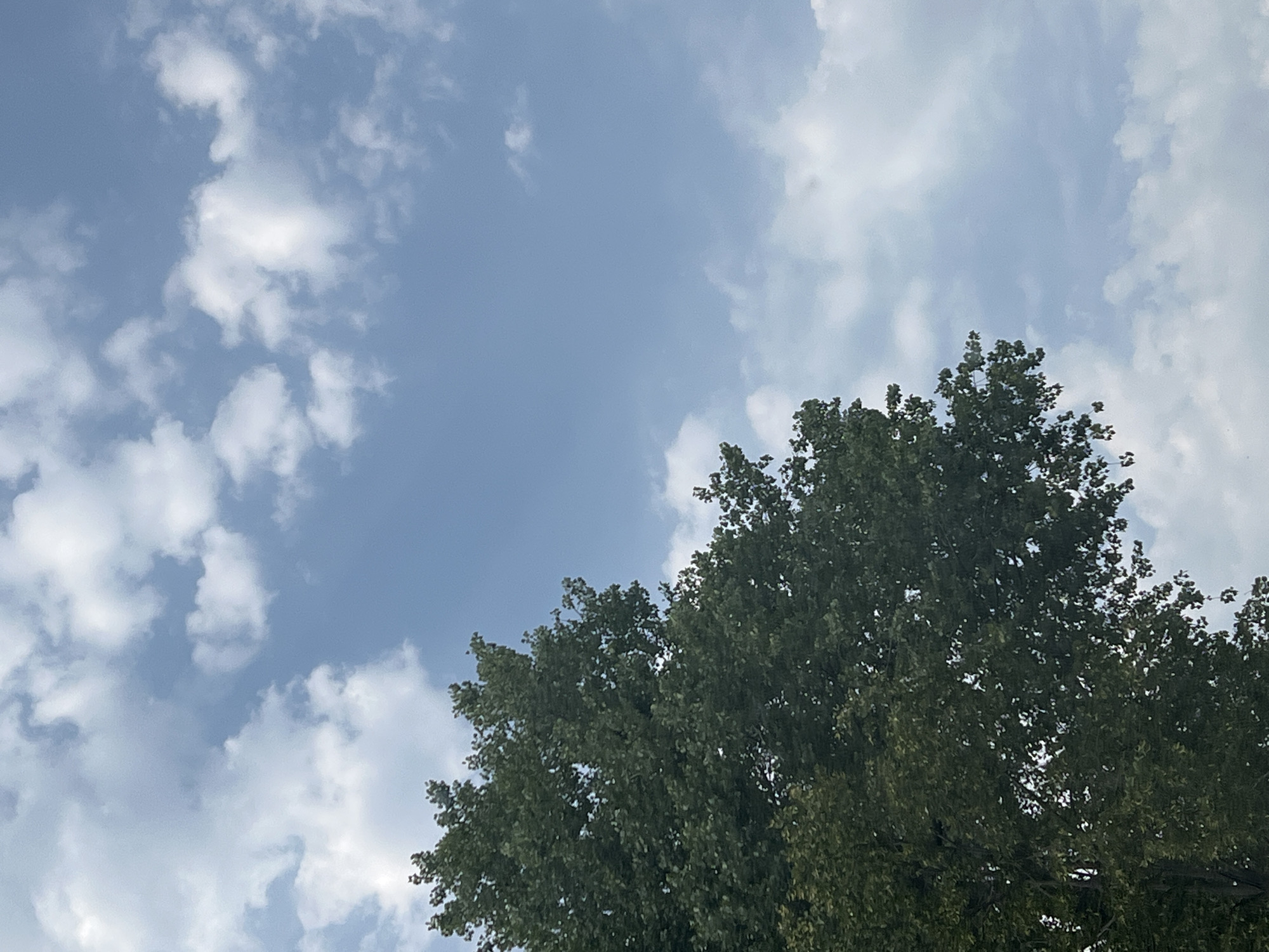 The image shows a partially visible tree with dark green foliage against a bright blue sky filled with scattered white clouds. The tree occupies the left portion of the frame, with its branches reaching upwards and to the right. The sky is clear in some areas, with wispy clouds in others, creating a sense of depth and atmosphere. There are no people, animals, buildings, or any urban elements visible in this image, which appears to be a nature scene. The lack of specific landmarks makes it impossible to determine the location within Warsaw, Poland, or any city.