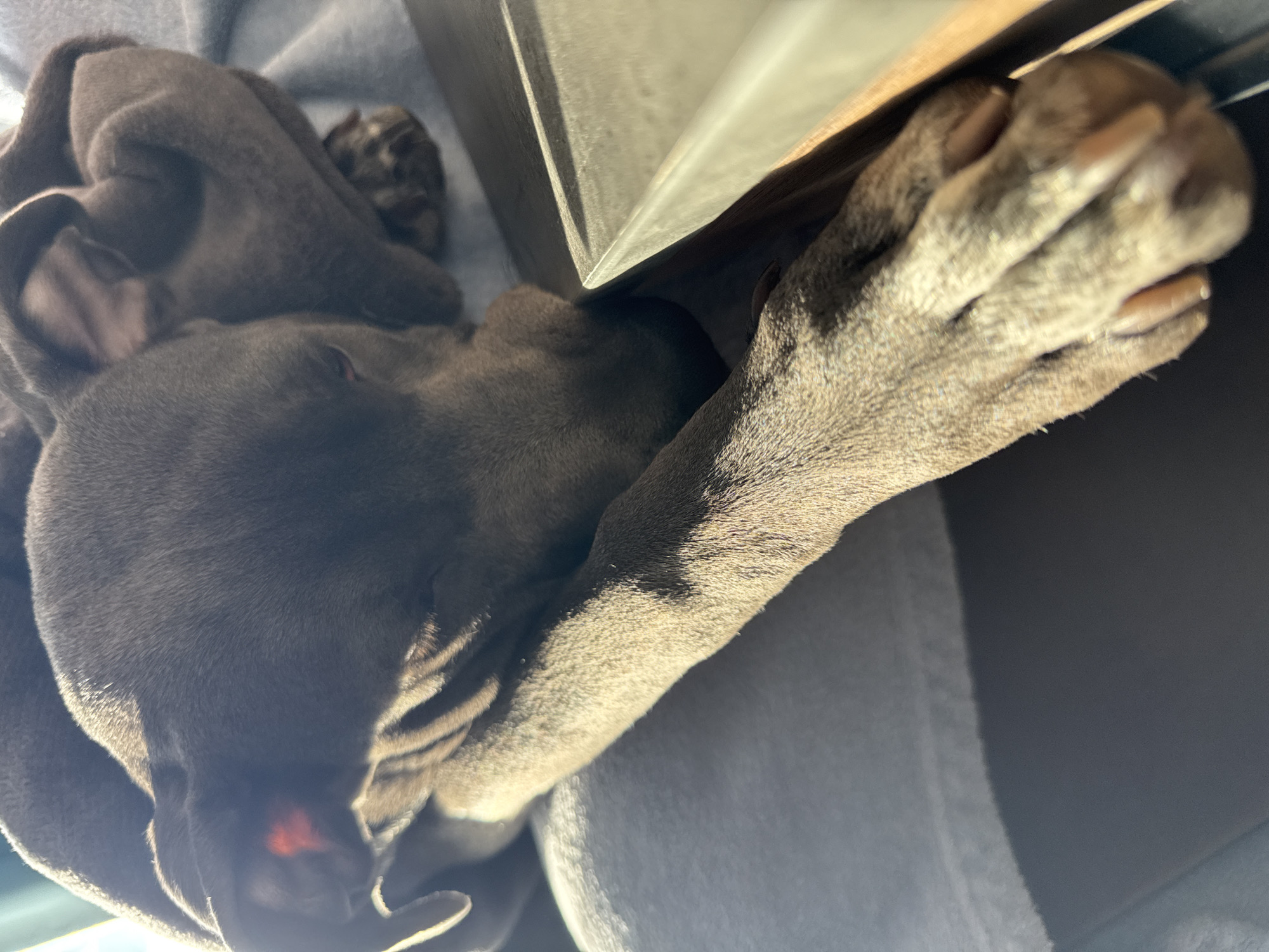 This close-up image, captured in Varna, Bulgaria, depicts a gray-furred dog, likely a puppy, deeply asleep or resting. The dog is nestled against a soft, light blue blanket or cloth, with its head and body partially visible. Strong, bright sunlight streams in from the top right, illuminating parts of the dog's fur, especially its foreleg and paw, and casting distinct shadows. The fur appears soft and finely textured under the direct light.
The dog's paw, with visible, untrimmed claws, is stretched out towards a bright, reflective surface, possibly a window frame or a piece of light-colored furniture, indicating an indoor or vehicle setting. A reddish glow is subtly visible near what appears to be the dog's snout or nose, possibly due to light filtering through the skin. The overall scene conveys a sense of peaceful relaxation and comfort. The clear, direct sunlight suggests it is daytime, likely morning or afternoon, with sunny weather. There is no visible text in the image.